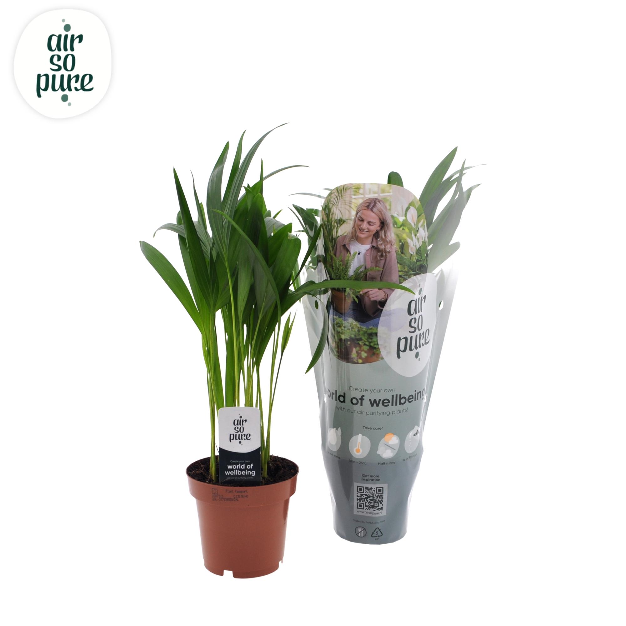 Dypsis Lutescens en pot Ø12cm  Hauteur 40cm. Plante verte type Dypsis Lutescens, livrée en pot, idéale pour intérieur lumineux.