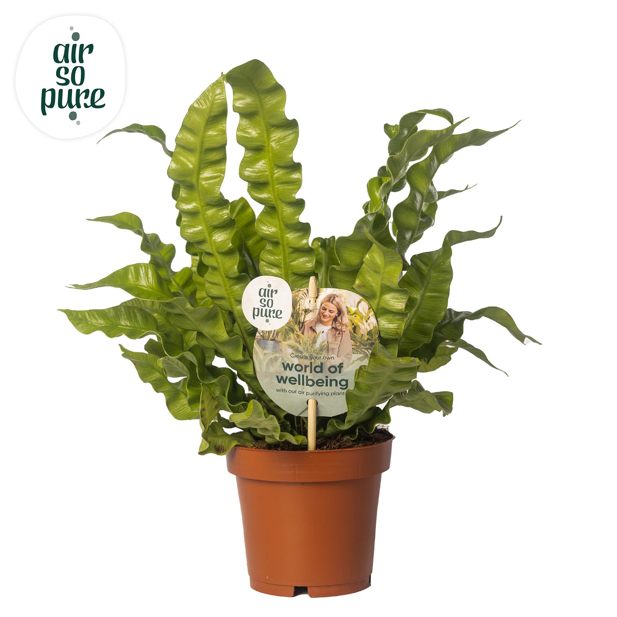 Asplenium Crispy Wave en pot Ø12cm  Hauteur 25cm. Plante verte type Asplenium Crispy Wave, livrée en pot, idéale pour intérieur lumineux.