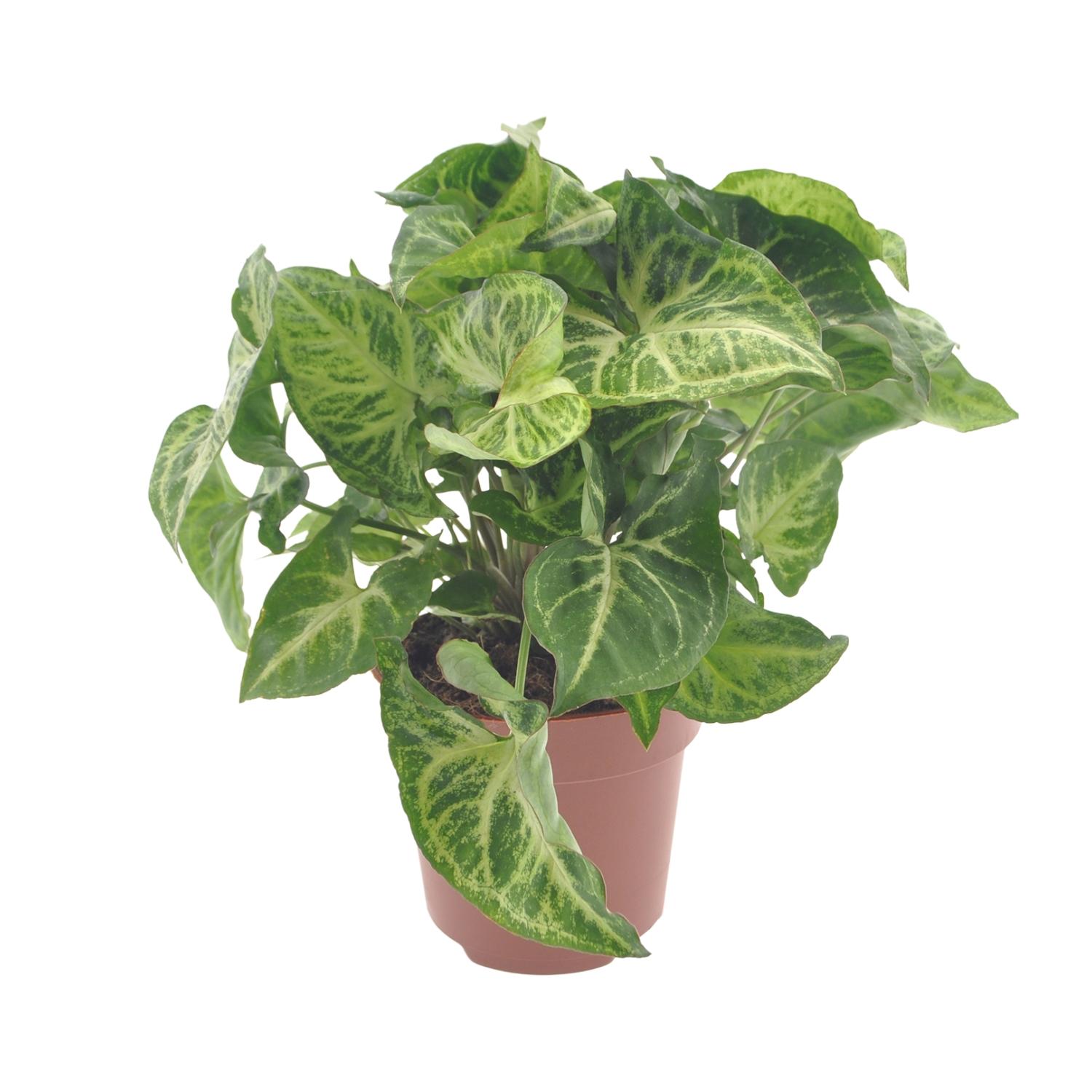 Syngonium Arrow en pot Ø12cm  Hauteur 25cm. Plante verte type Syngonium Arrow, livrée en pot, idéale pour intérieur lumineux.