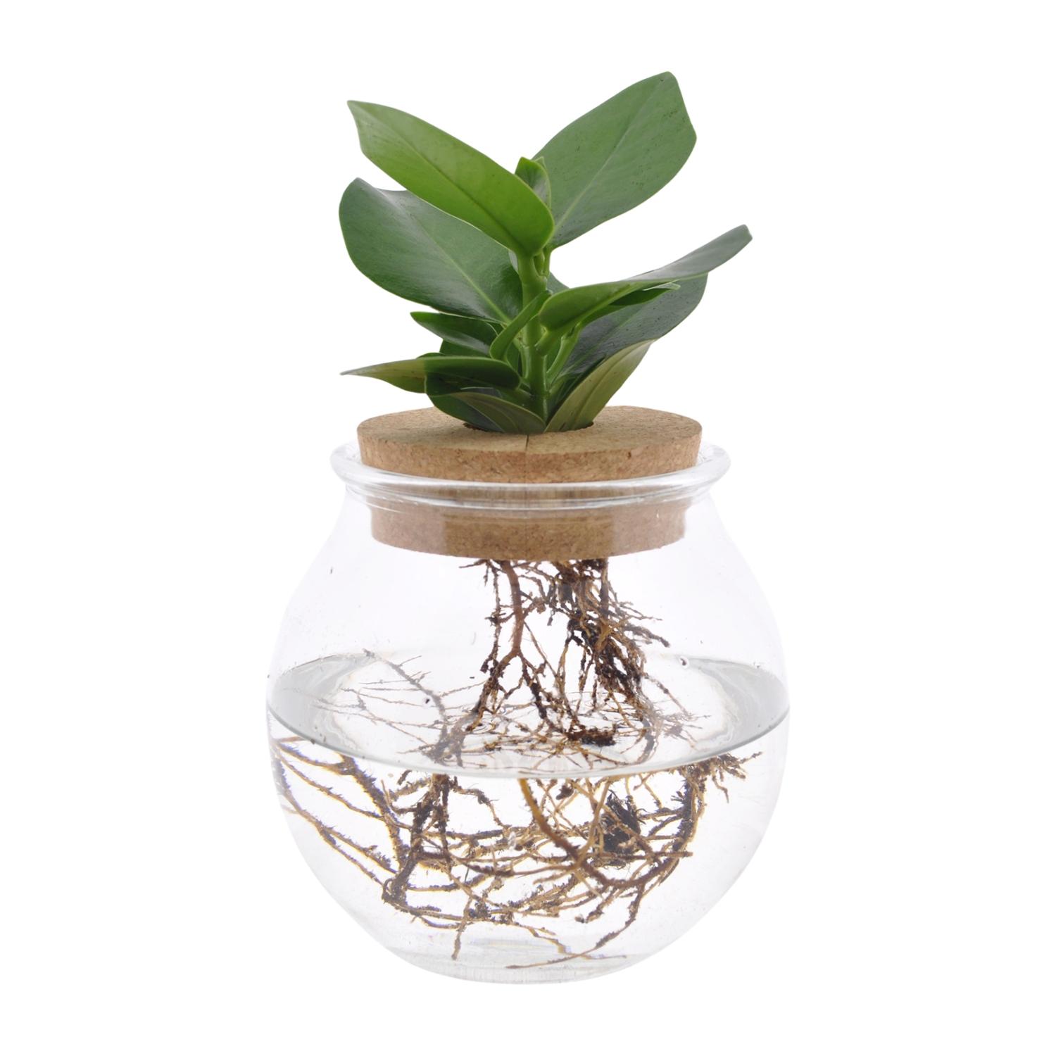 Clusia In Bolglas + Klikkurk en pot Ø12cm  Hauteur 30cm. Plante verte type Clusia In Bolglas + Klikkurk, livrée en pot, idéale pour intérieur lumineux.