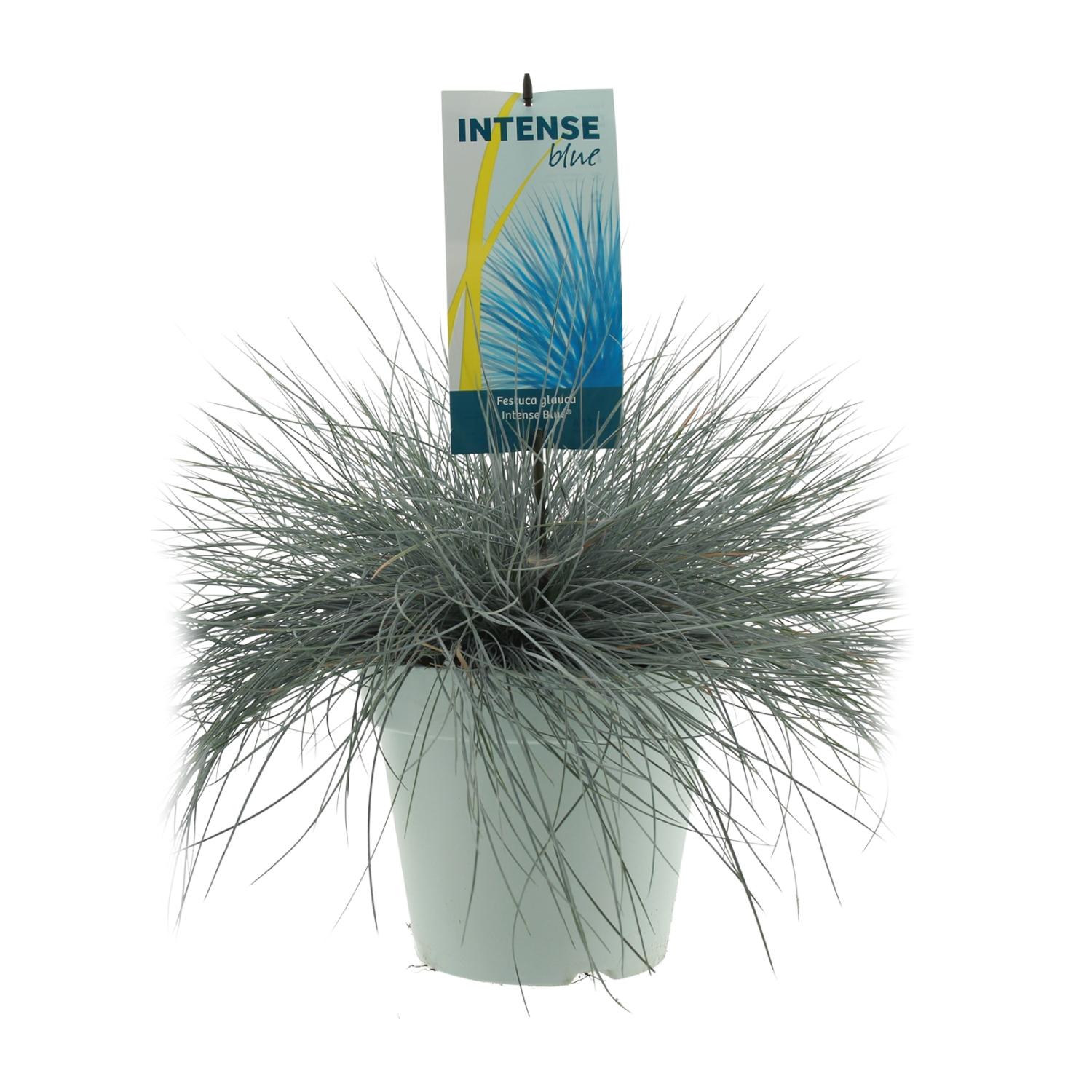 Festuca Glauca Intense Blue en pot Ø23cm  Hauteur 50cm. Plante verte type Festuca Glauca Intense Blue, livrée en pot, idéale pour intérieur lumineux.