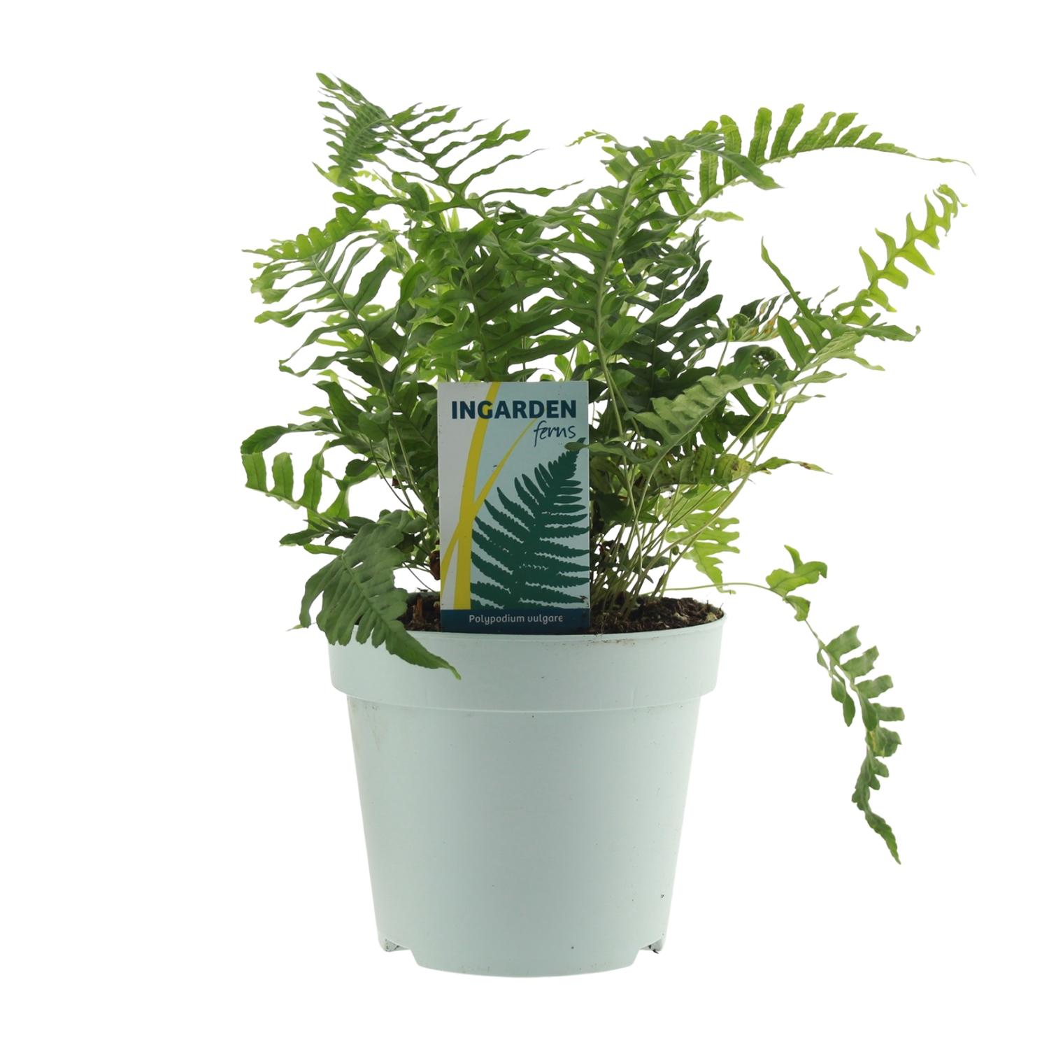 Polypodium Vulgare en pot Ø17cm  Hauteur 40cm. Plante verte type Polypodium Vulgare, livrée en pot, idéale pour intérieur lumineux.