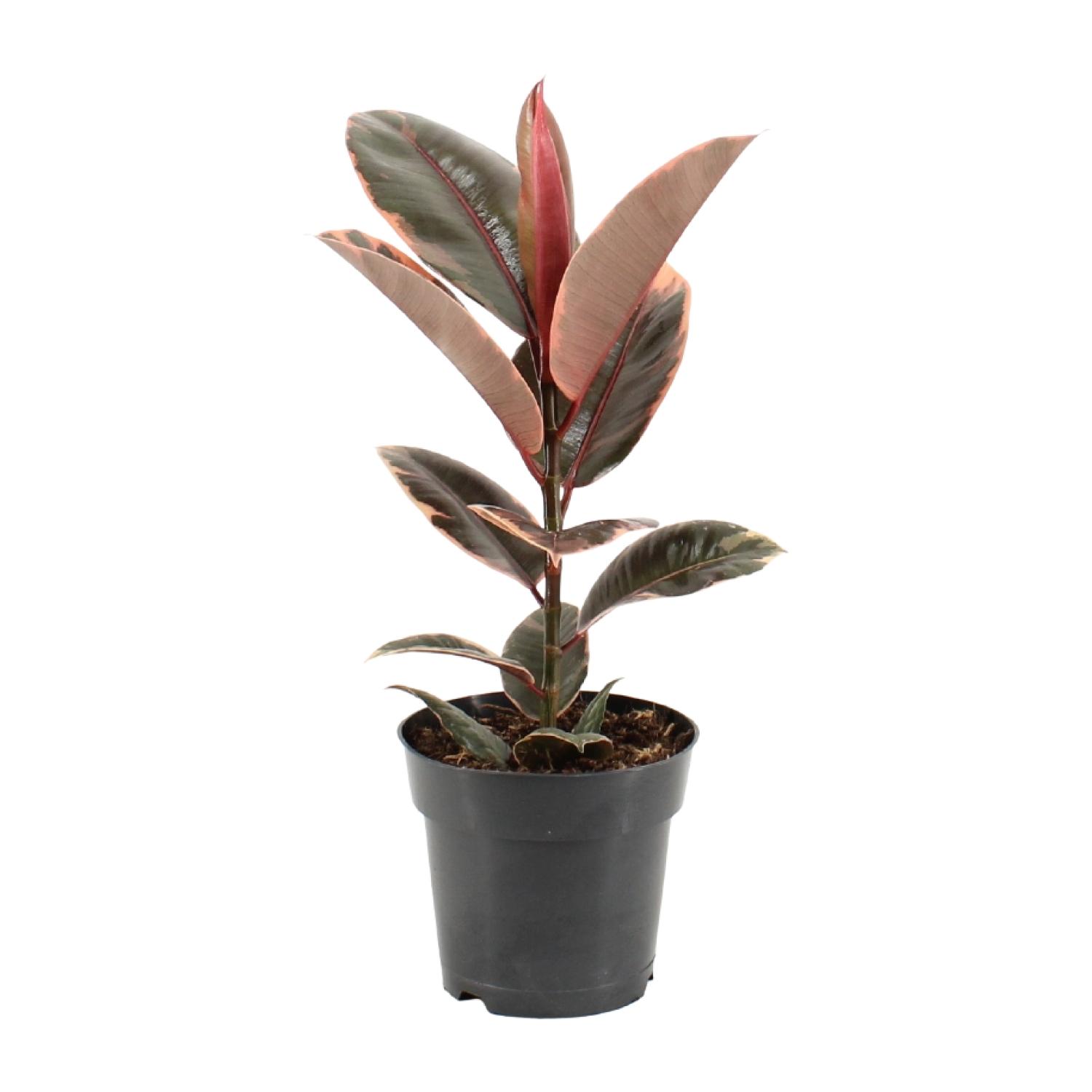 Ficus Elastica Belize en pot Ø17cm  Hauteur 55cm. Plante verte type Ficus Elastica Belize, livrée en pot, idéale pour intérieur lumineux.