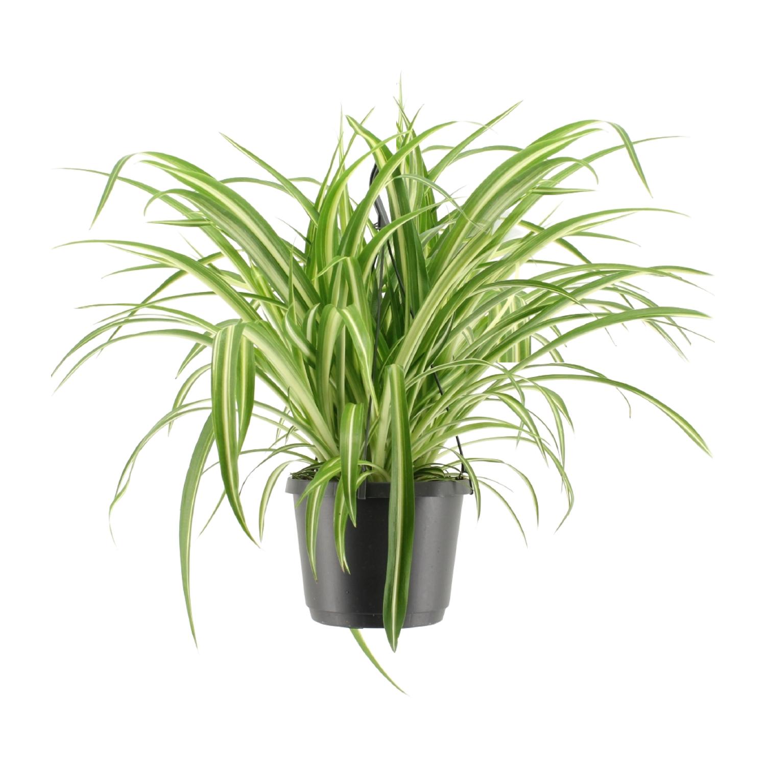 Chlorophytum Comosum Variegatum en pot Ø17cm  Hauteur 30cm. Plante verte type Chlorophytum Comosum Variegatum, livrée en pot, idéale pour intérieur lumineux.