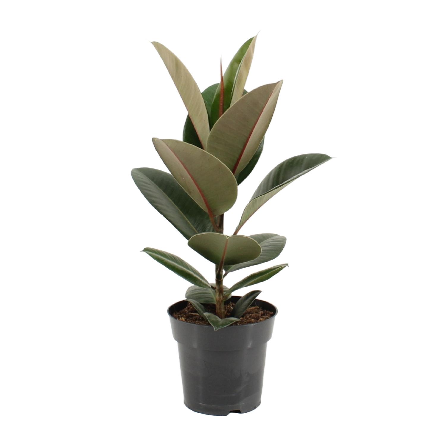 Ficus Elastica Robusta en pot Ø17cm  Hauteur 55cm. Plante verte type Ficus Elastica Robusta, livrée en pot, idéale pour intérieur lumineux.