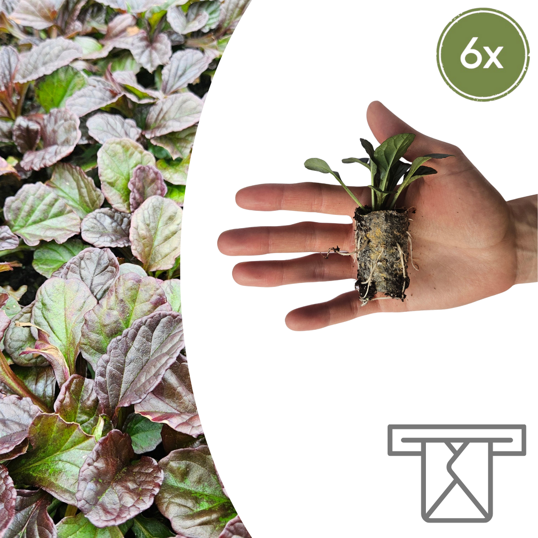 Ajuga Reptans  6 Pluggen | Zelf Kweken & Genieten van een Prachtige Bodembedekker! en pot. Plante verte type Ajuga Reptans  6 Pluggen | Zelf Kweken & Genieten van een Prachtige Bodembedekker!, livrée en pot, idéale pour intérieur lumineux.