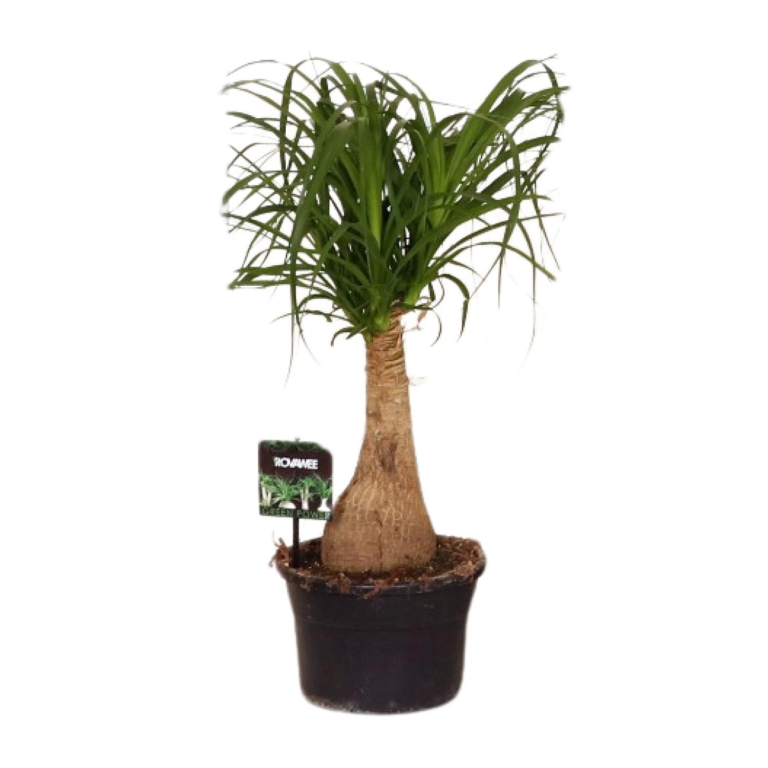 Beaucarnea Nolina en pot Ø19cm  Hauteur 60cm. Plante verte type Beaucarnea Nolina, livrée en pot, idéale pour intérieur lumineux.