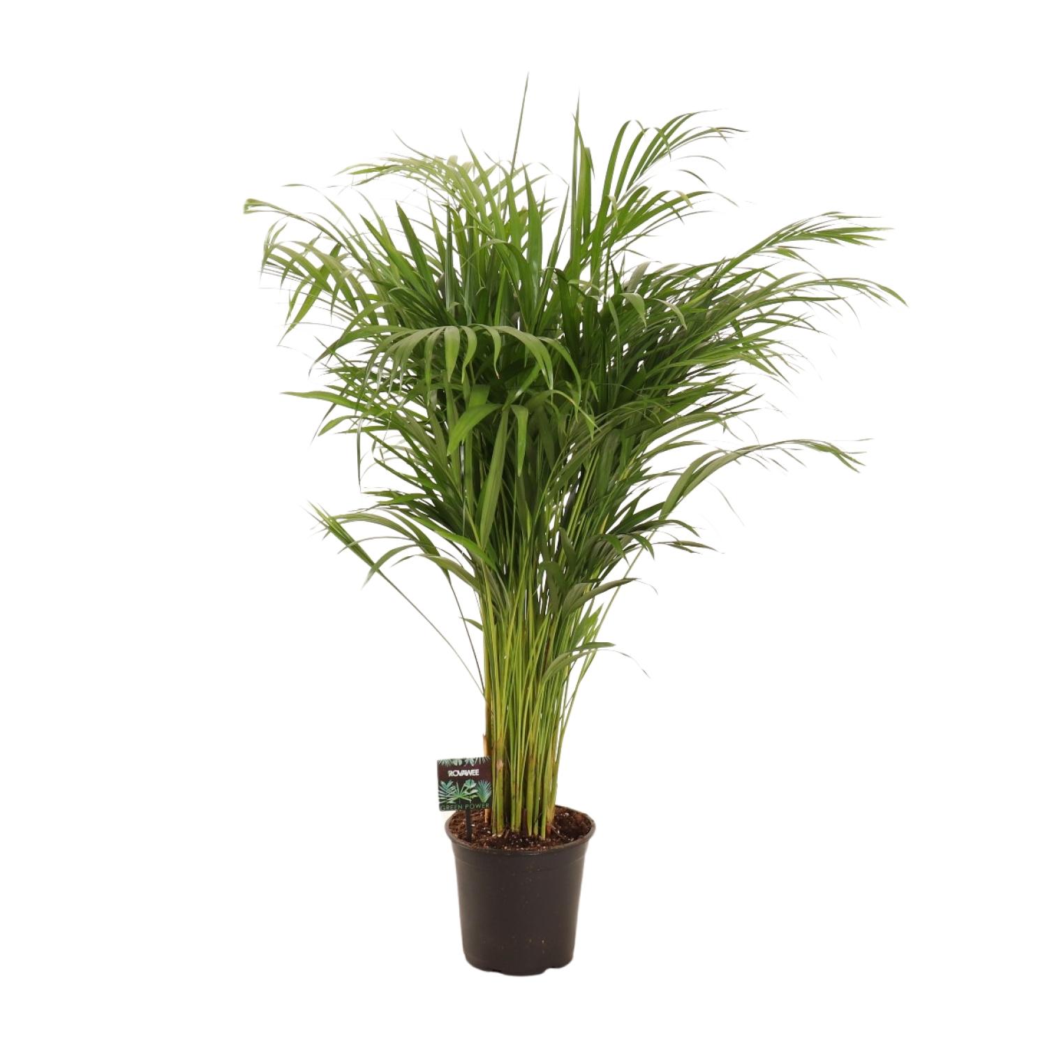 Dypsis Lutescens en pot Ø21cm  Hauteur 110cm. Plante verte type Dypsis Lutescens, livrée en pot, idéale pour intérieur lumineux.