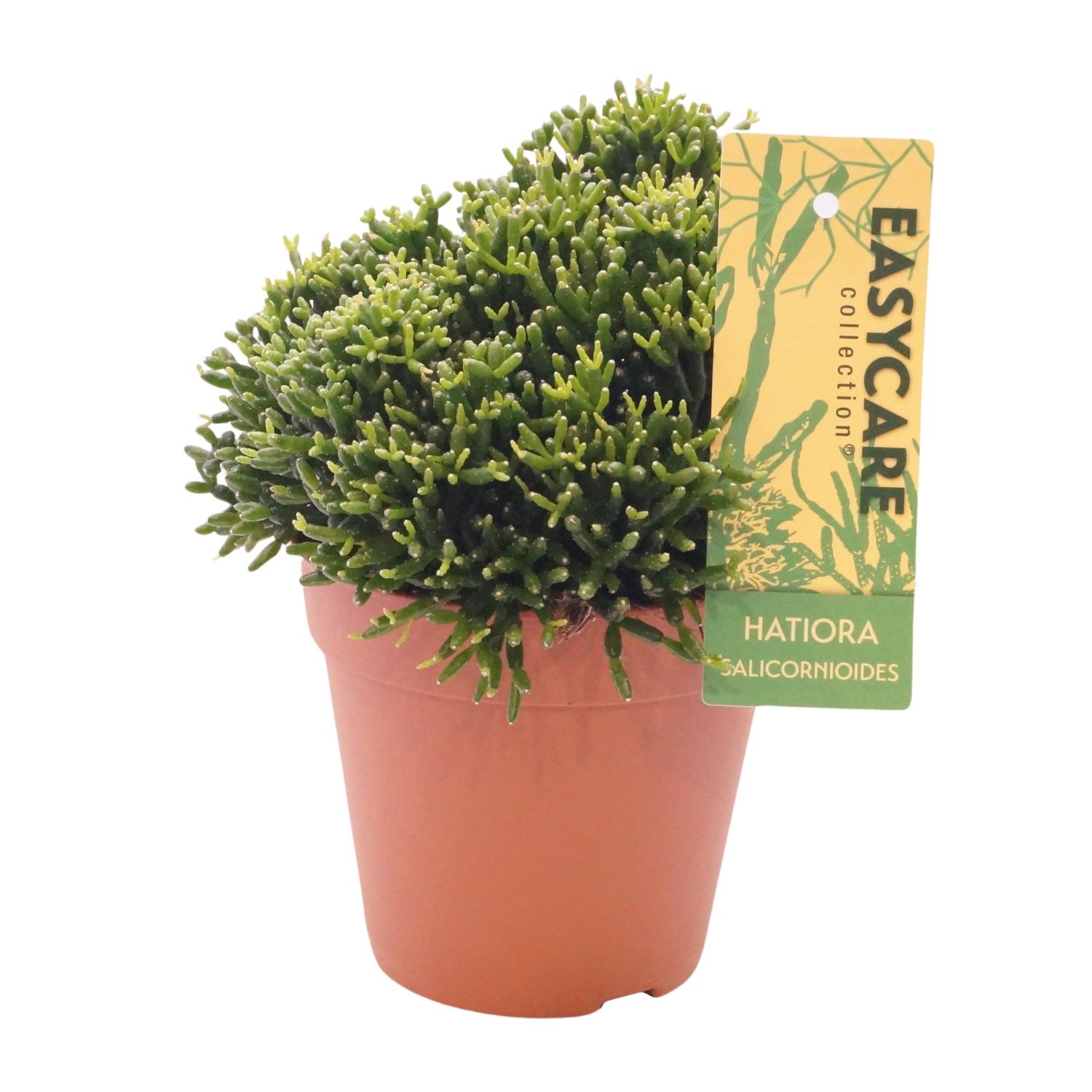 Hatiora Salicornioides en pot Ø12cm  Hauteur 22cm. Plante verte type Hatiora Salicornioides, livrée en pot, idéale pour intérieur lumineux.