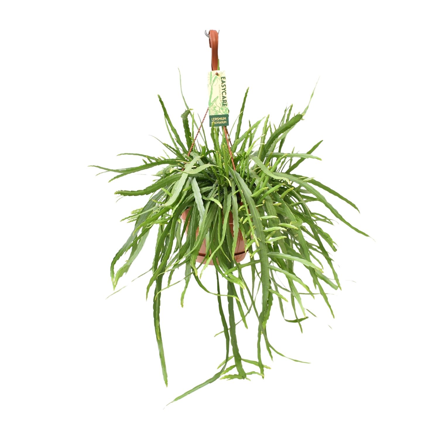 Lepismium Bolivianum en pot Ø17cm  Hauteur 55cm. Plante verte type Lepismium Bolivianum, livrée en pot, idéale pour intérieur lumineux.