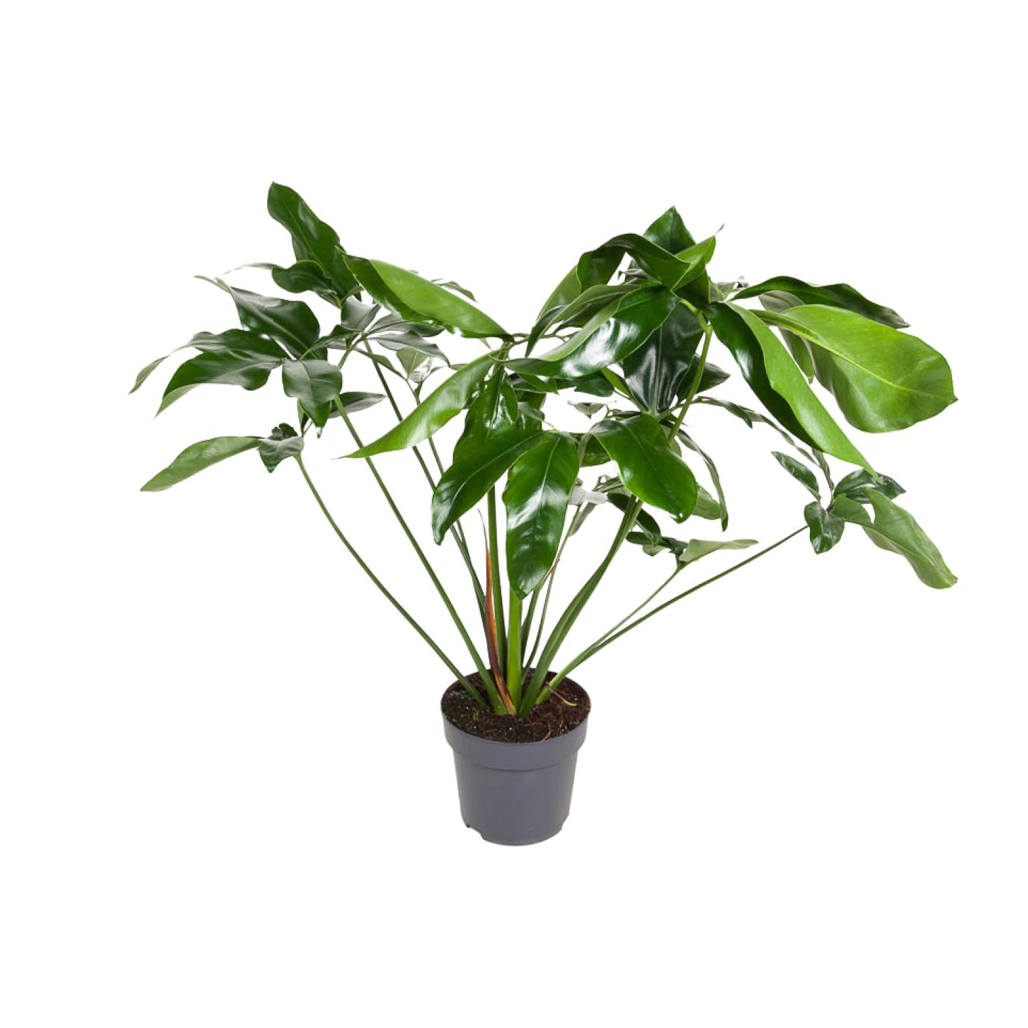 Philodendron Green Wonder en pot Ø24cm  Hauteur 100cm. Plante verte type Philodendron Green Wonder, livrée en pot, idéale pour intérieur lumineux.
