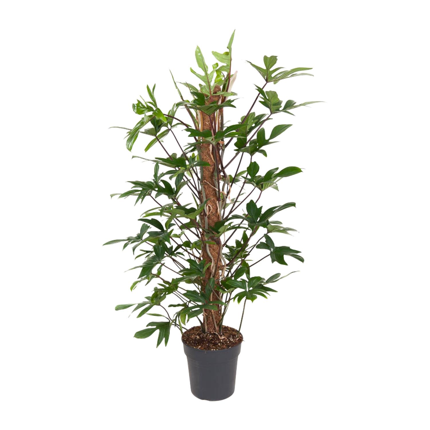 Philodendron Pedatum en pot Ø24cm  Hauteur 120cm. Plante verte type Philodendron Pedatum, livrée en pot, idéale pour intérieur lumineux.
