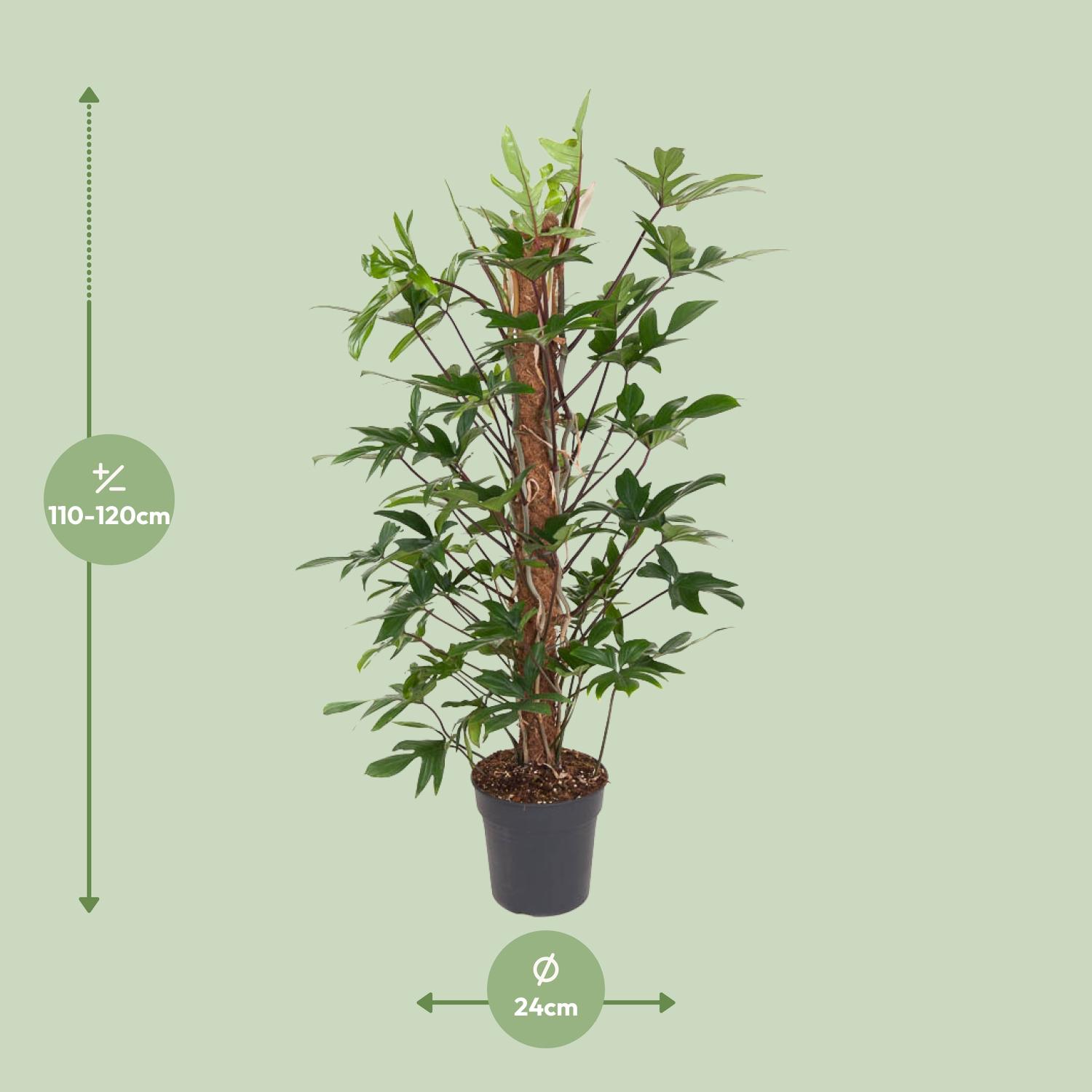 Philodendron Pedatum en pot Ø24cm  Hauteur 120cm. Plante verte type Philodendron Pedatum, livrée en pot, idéale pour intérieur lumineux. – Image 2