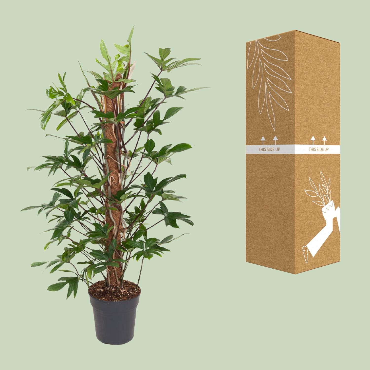 Philodendron Pedatum en pot Ø24cm  Hauteur 120cm. Plante verte type Philodendron Pedatum, livrée en pot, idéale pour intérieur lumineux. – Image 3