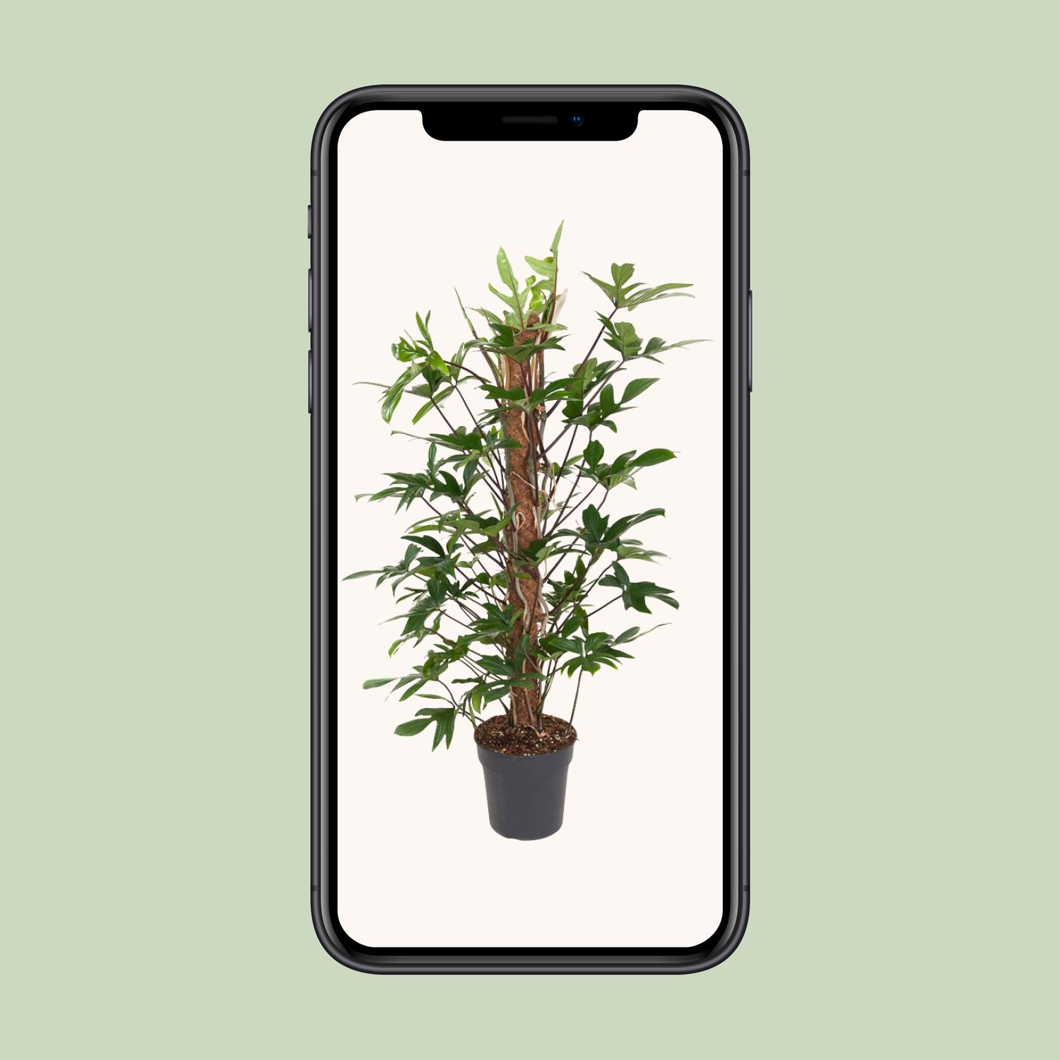 Philodendron Pedatum en pot Ø24cm  Hauteur 120cm. Plante verte type Philodendron Pedatum, livrée en pot, idéale pour intérieur lumineux. – Image 4
