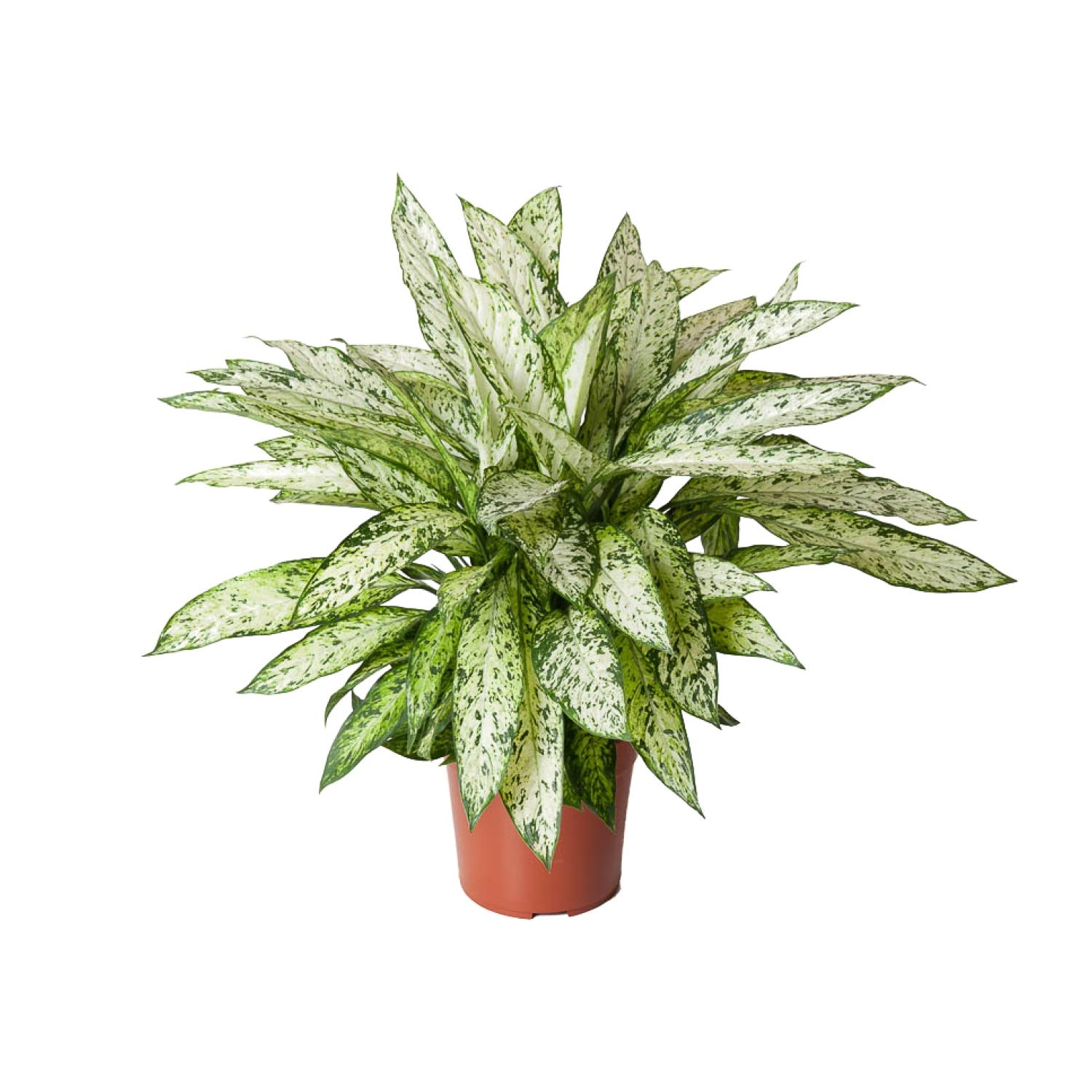 Dieffenbachia Vesuvius en pot Ø27cm  Hauteur 80cm. Plante verte type Dieffenbachia Vesuvius, livrée en pot, idéale pour intérieur lumineux.