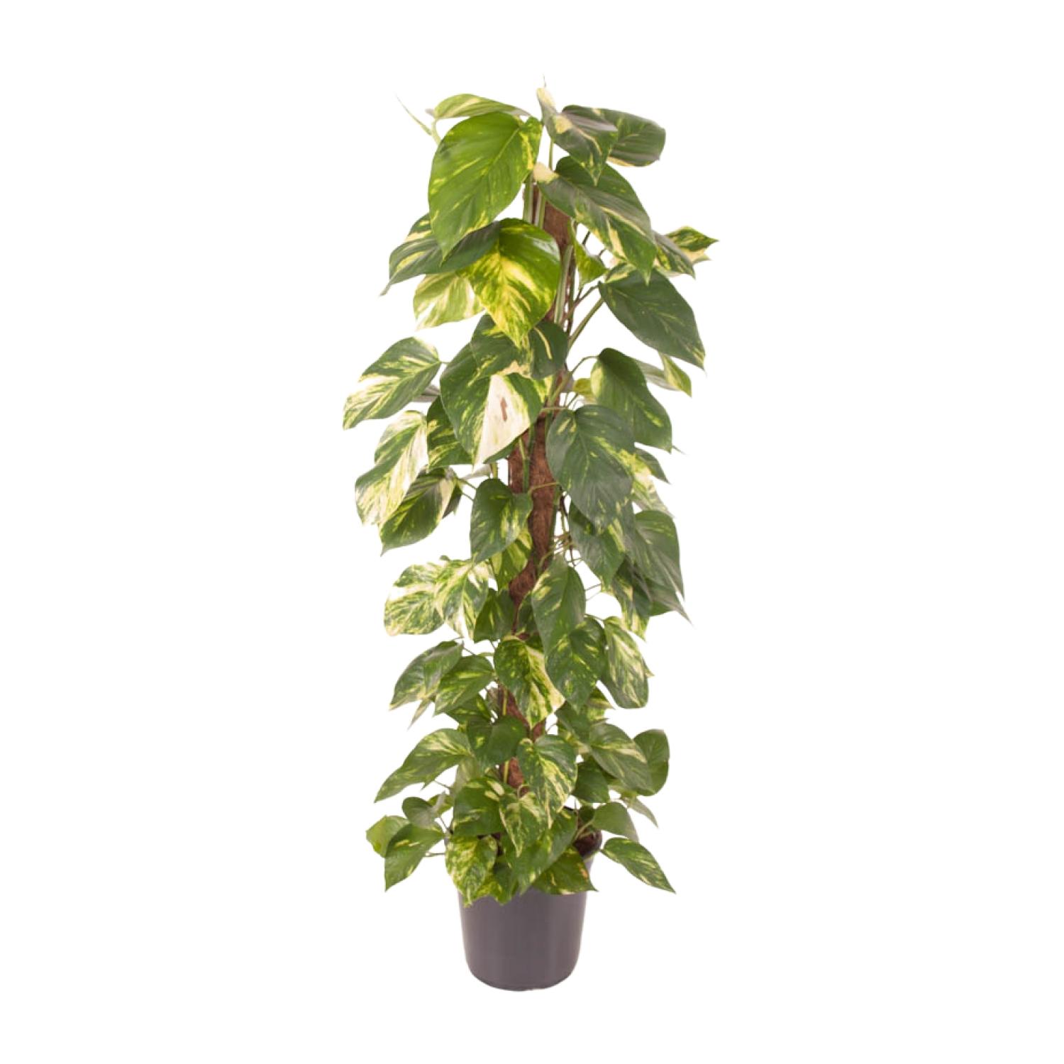 Epipremnum Pinnatum en pot Ø24cm  Hauteur 120cm. Plante verte type Epipremnum Pinnatum, livrée en pot, idéale pour intérieur lumineux.