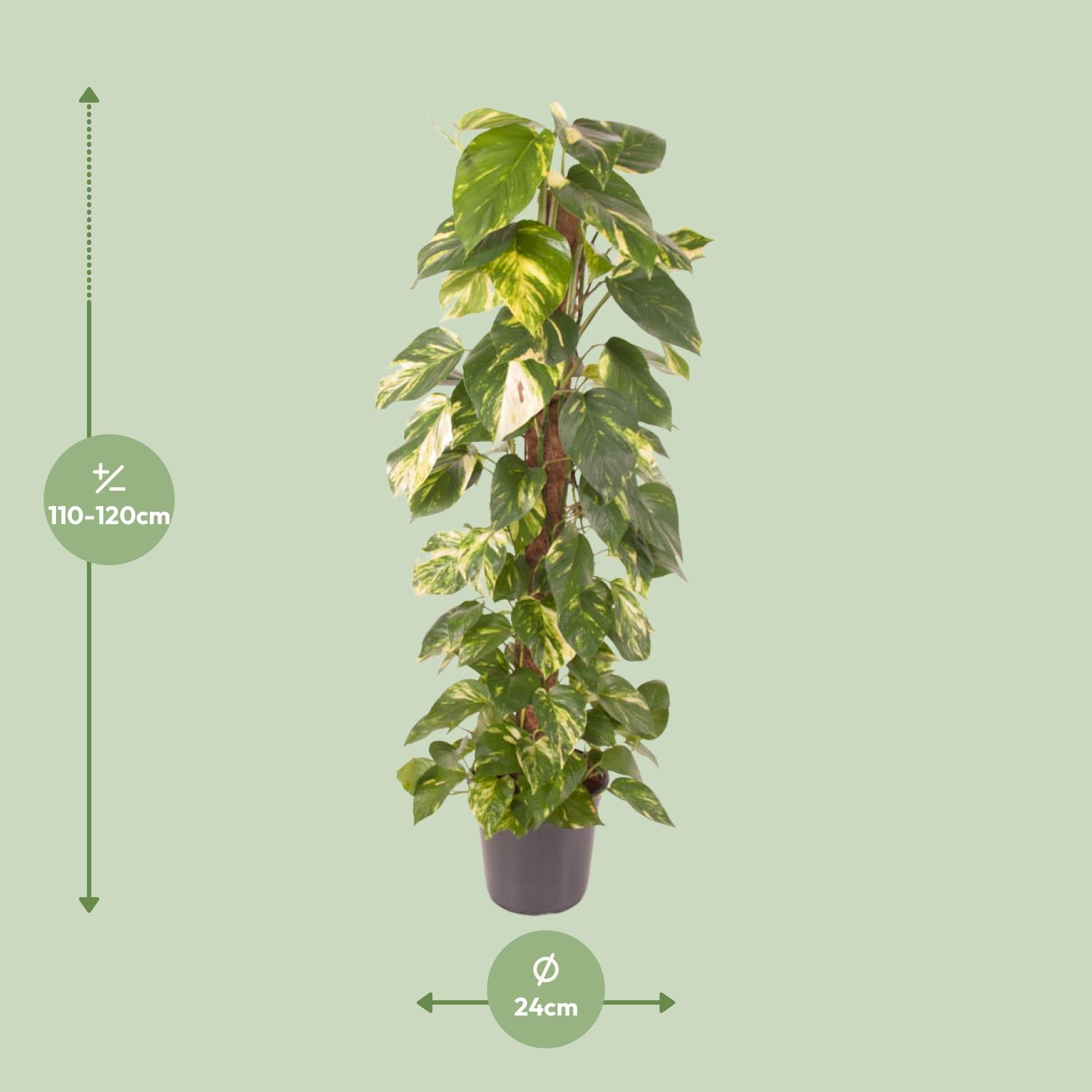 Epipremnum Pinnatum en pot Ø24cm  Hauteur 120cm. Plante verte type Epipremnum Pinnatum, livrée en pot, idéale pour intérieur lumineux. – Image 2