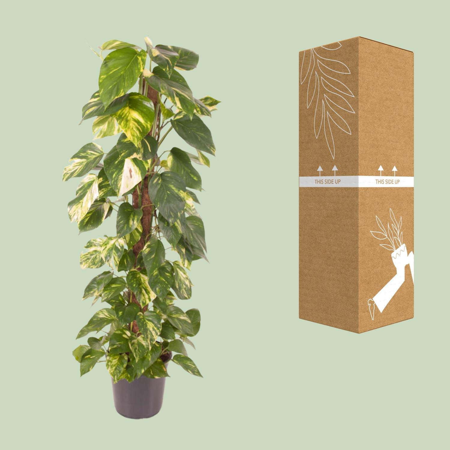 Epipremnum Pinnatum en pot Ø24cm  Hauteur 120cm. Plante verte type Epipremnum Pinnatum, livrée en pot, idéale pour intérieur lumineux. – Image 3