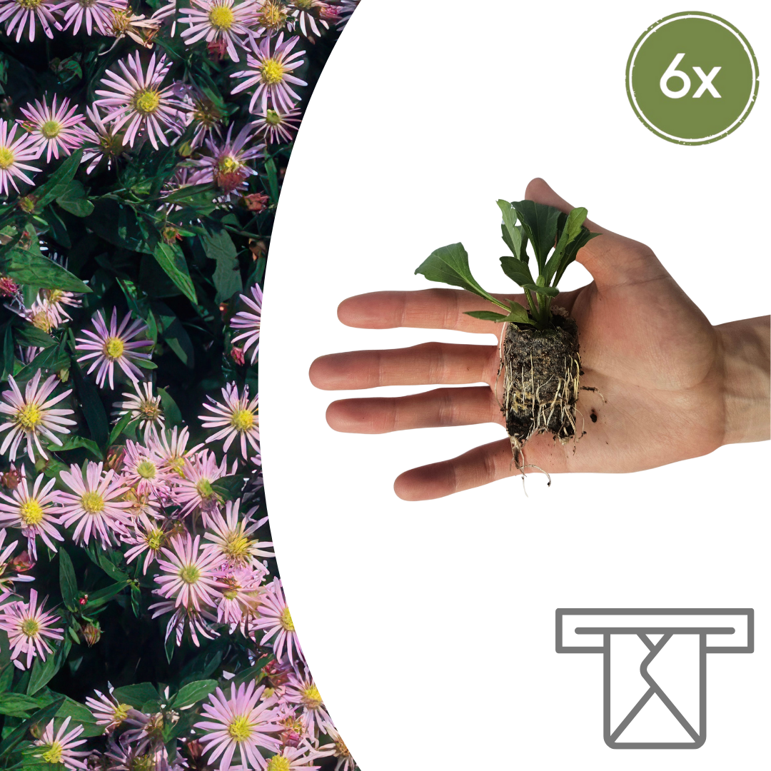 Aster  6 Pluggen | Zelf Kweken & Genieten van een Kleurrijke Najaarstuin! en pot. Plante verte type Aster  6 Pluggen | Zelf Kweken & Genieten van een Kleurrijke Najaarstuin!, livrée en pot, idéale pour intérieur lumineux.