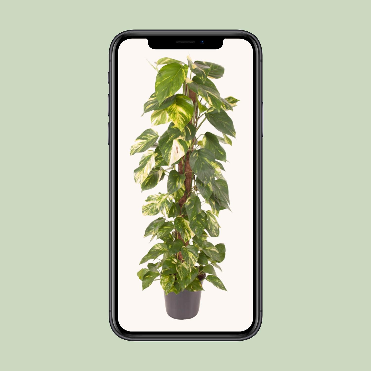 Epipremnum Pinnatum en pot Ø24cm  Hauteur 120cm. Plante verte type Epipremnum Pinnatum, livrée en pot, idéale pour intérieur lumineux. – Image 4