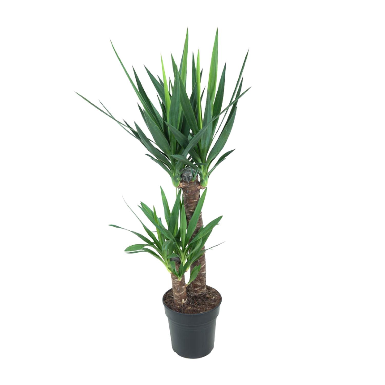 Yucca Elephantipes en pot Ø21cm  Hauteur 100cm. Plante verte type Yucca Elephantipes, livrée en pot, idéale pour intérieur lumineux.