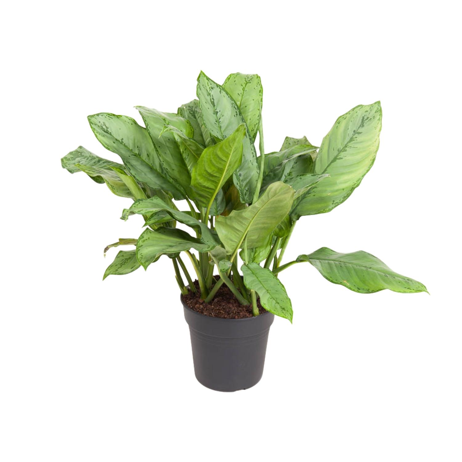 Aglaonema B.J, Freedman en pot Ø24cm  Hauteur 70cm. Plante verte type Aglaonema B.J, Freedman, livrée en pot, idéale pour intérieur lumineux.