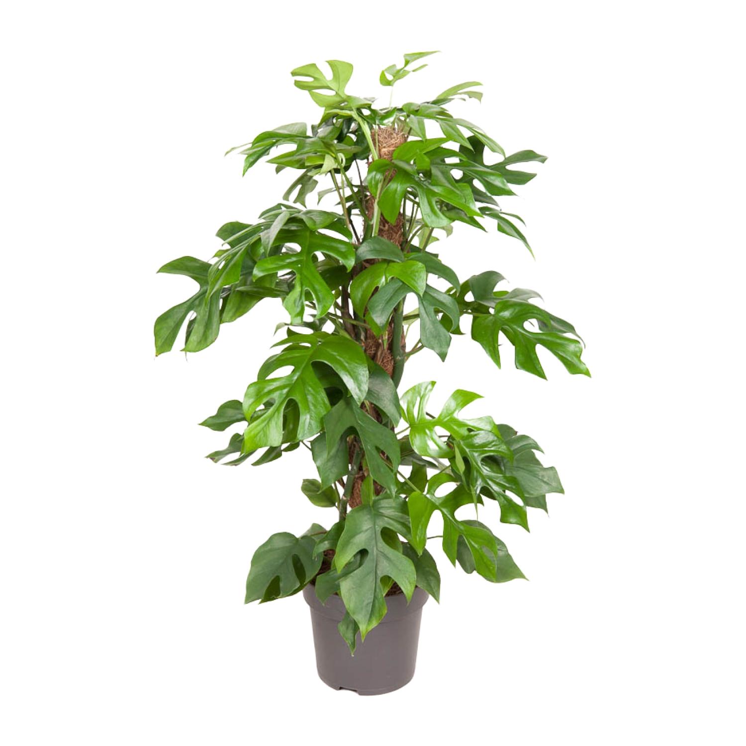 Monstera Minima en pot Ø19cm  Hauteur 80cm. Plante verte type Monstera Minima, livrée en pot, idéale pour intérieur lumineux.