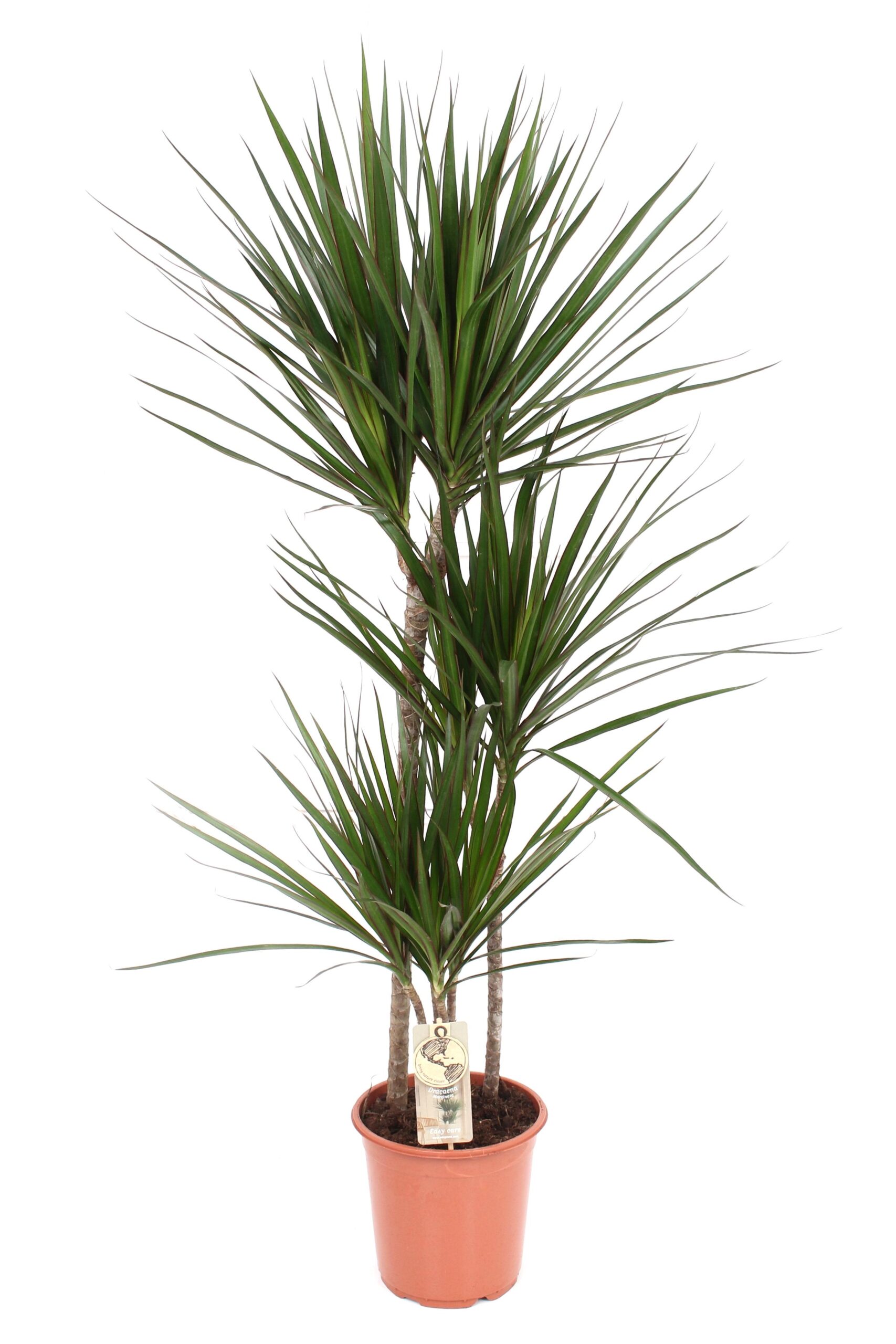 Dracaena Marginata en pot Ø21cm  Hauteur 120cm. Plante verte type Dracaena Marginata, livrée en pot, idéale pour intérieur lumineux.