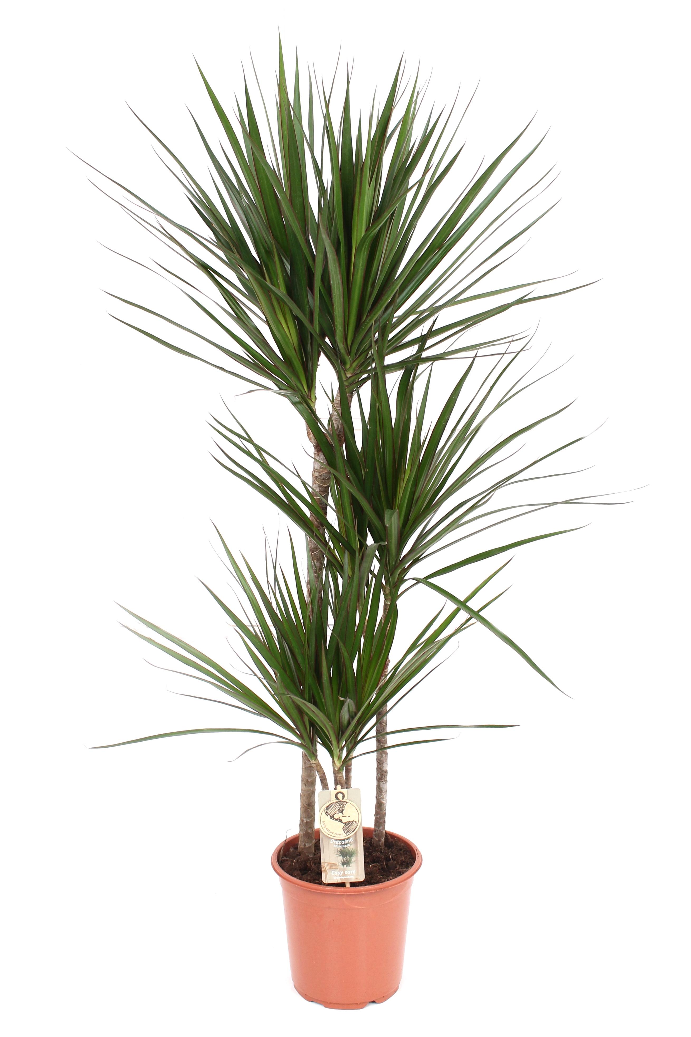 Dracaena Marginata en pot Ø21cm  Hauteur 120cm. Plante verte type Dracaena Marginata, livrée en pot, idéale pour intérieur lumineux.