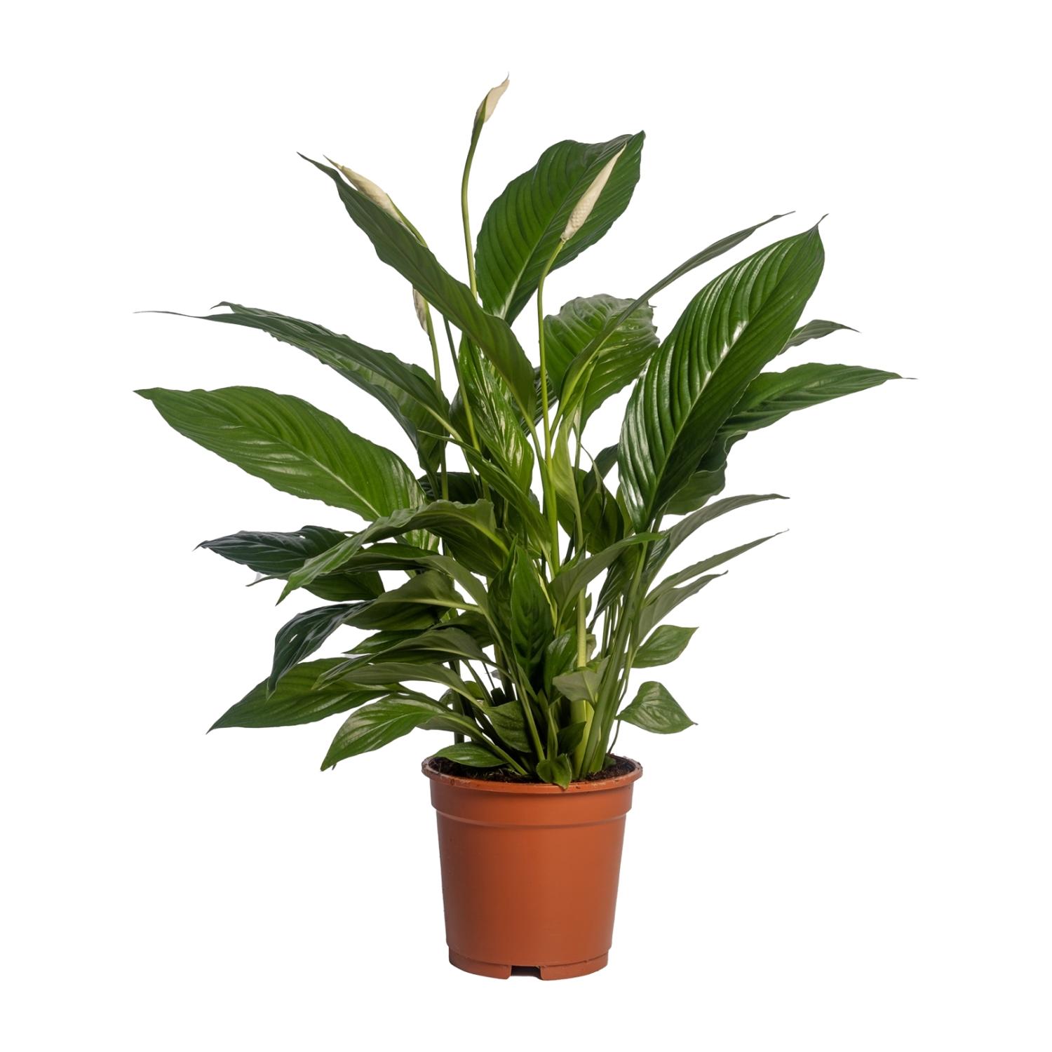 Spathiphyllum Vivaldi en pot Ø17cm  Hauteur 70cm. Plante verte type Spathiphyllum Vivaldi, livrée en pot, idéale pour intérieur lumineux.