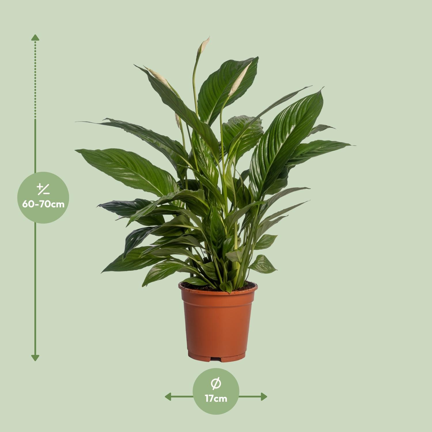 Spathiphyllum Vivaldi en pot Ø17cm  Hauteur 70cm. Plante verte type Spathiphyllum Vivaldi, livrée en pot, idéale pour intérieur lumineux. – Image 2