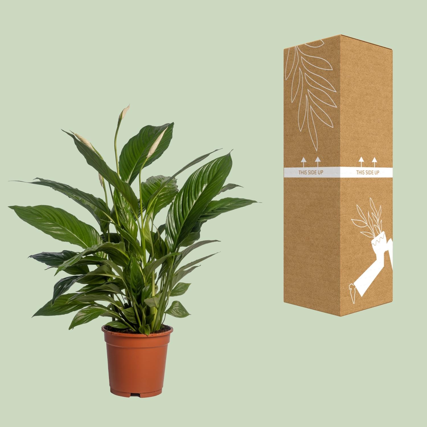 Spathiphyllum Vivaldi en pot Ø17cm  Hauteur 70cm. Plante verte type Spathiphyllum Vivaldi, livrée en pot, idéale pour intérieur lumineux. – Image 3