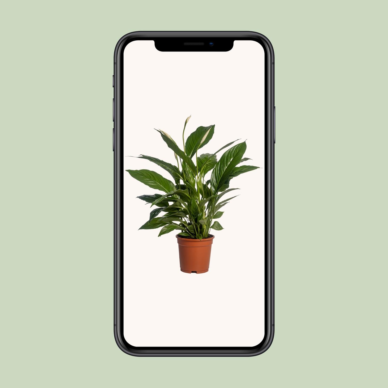 Spathiphyllum Vivaldi en pot Ø17cm  Hauteur 70cm. Plante verte type Spathiphyllum Vivaldi, livrée en pot, idéale pour intérieur lumineux. – Image 4