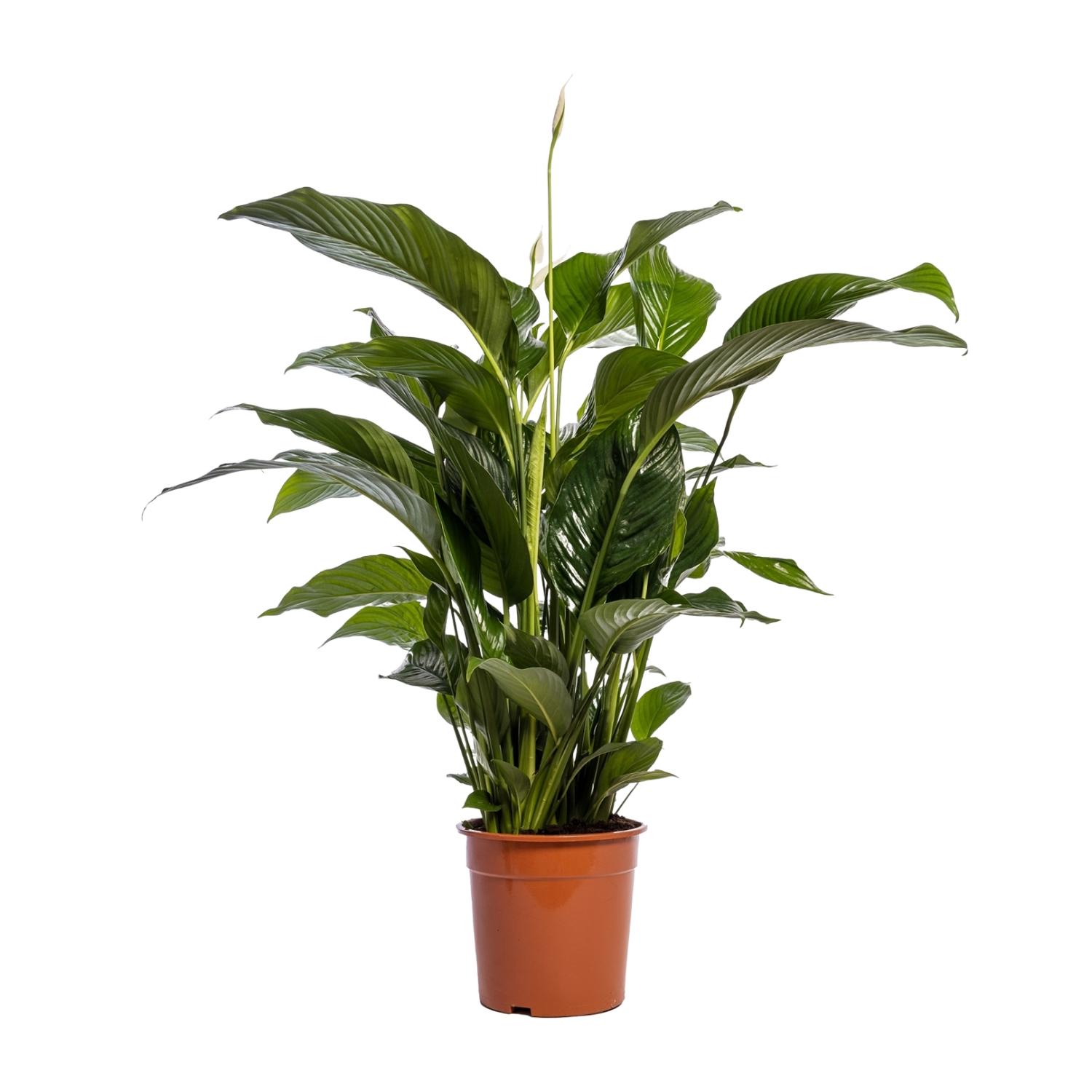 Spathiphyllum Bellini en pot Ø24cm  Hauteur 100cm. Plante verte type Spathiphyllum Bellini, livrée en pot, idéale pour intérieur lumineux.