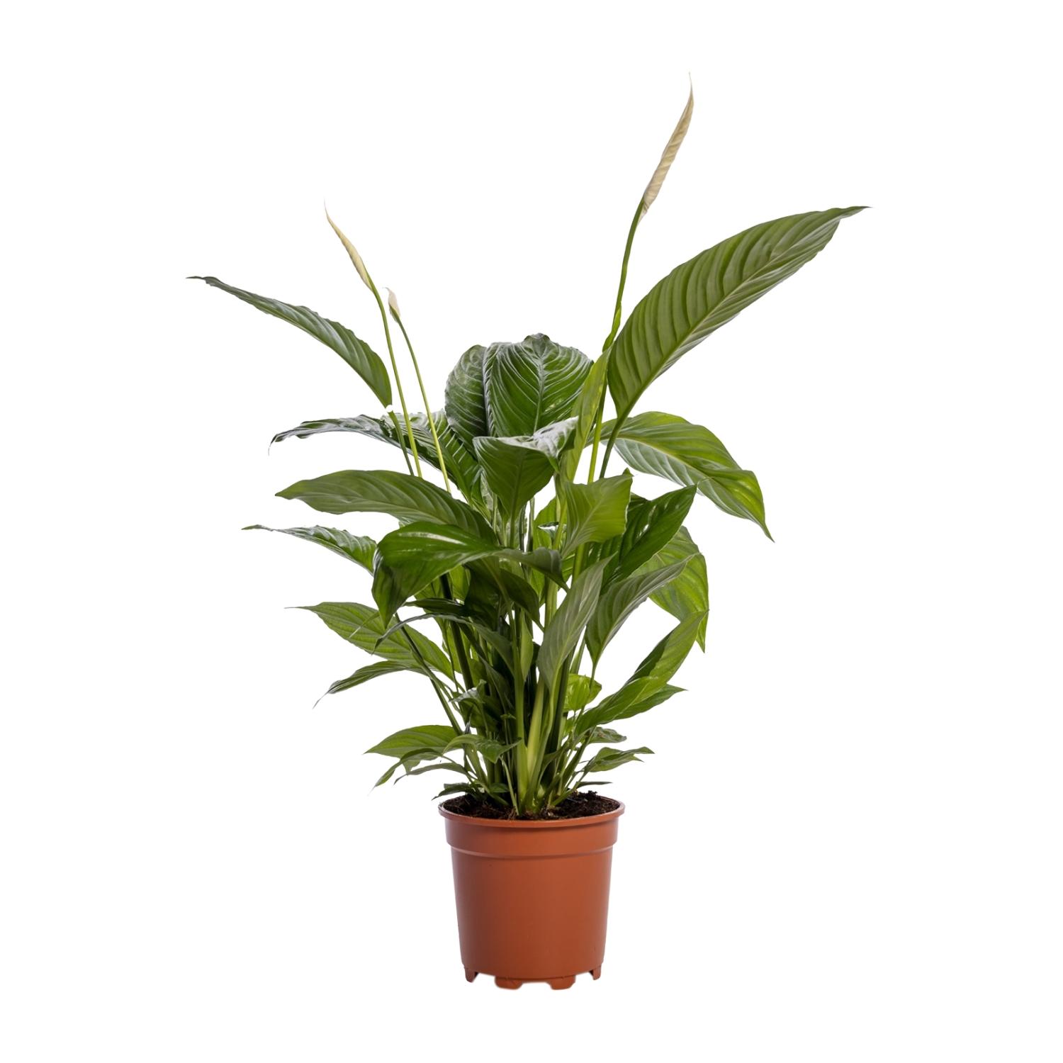 Spathiphyllum Bingo Cupido en pot Ø19cm  Hauteur 80cm. Plante verte type Spathiphyllum Bingo Cupido, livrée en pot, idéale pour intérieur lumineux.