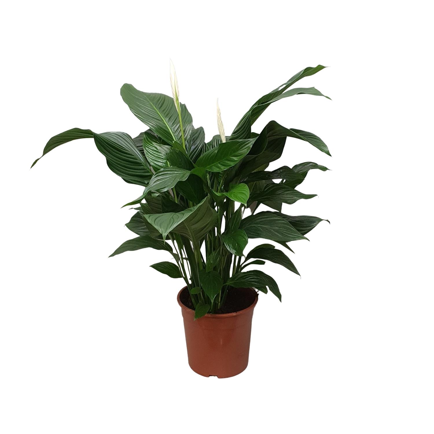 Spathiphyllum Sweet Silvana en pot Ø24cm  Hauteur 80cm. Plante verte type Spathiphyllum Sweet Silvana, livrée en pot, idéale pour intérieur lumineux.