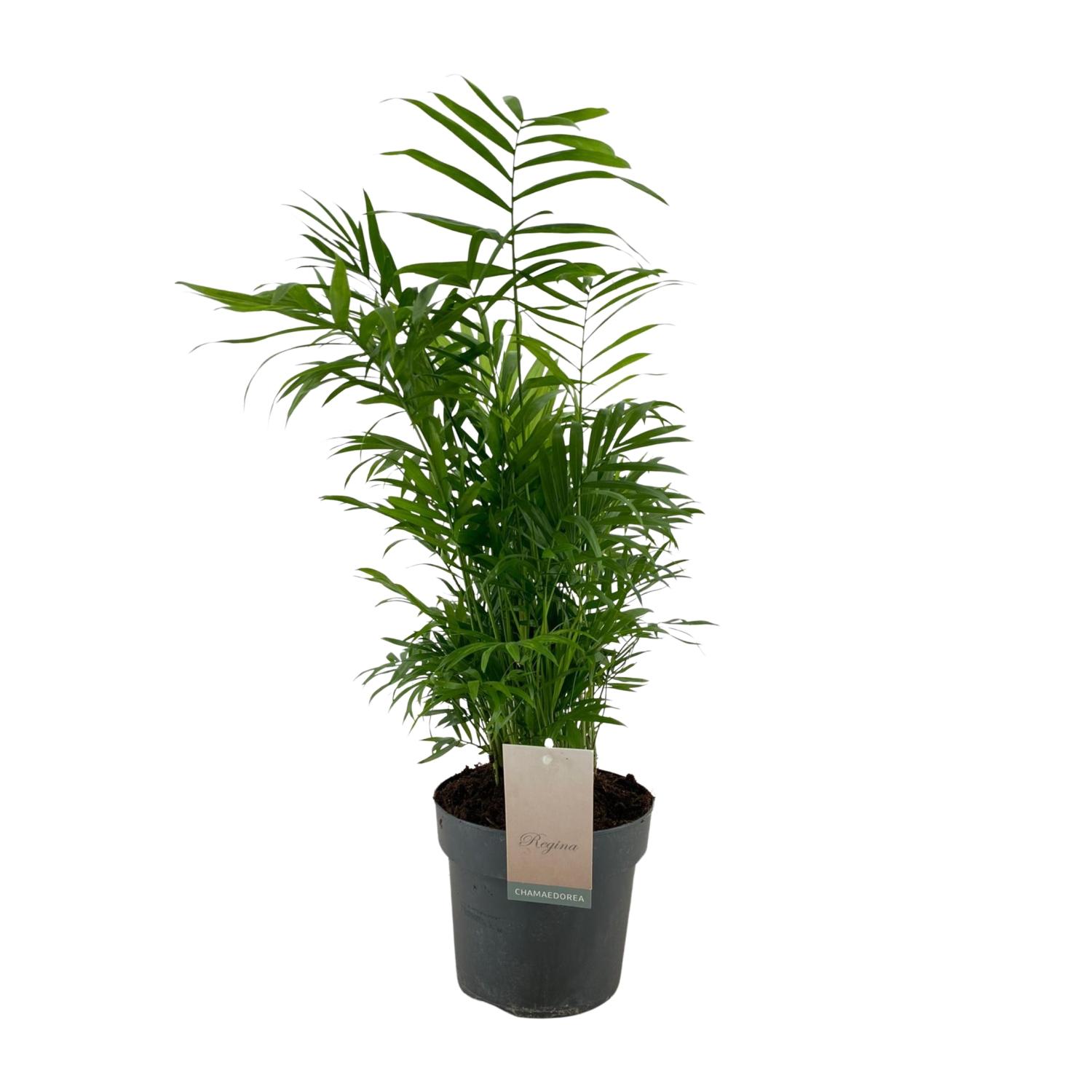 Chamaedorea Elegans en pot Ø17cm  Hauteur 50cm. Plante verte type Chamaedorea Elegans, livrée en pot, idéale pour intérieur lumineux.