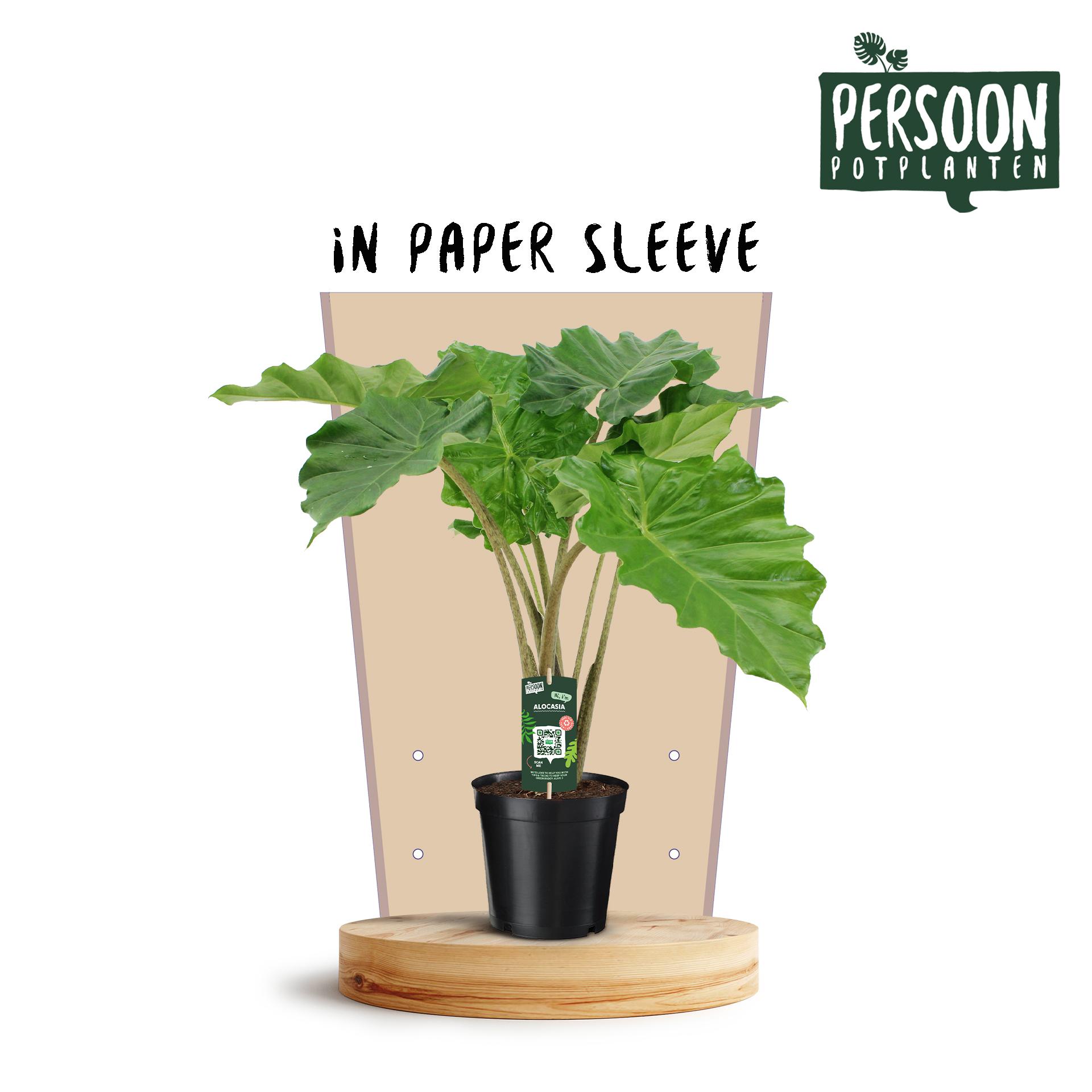 Alocasia Portodora en pot Ø21cm  Hauteur 75cm. Plante verte type Alocasia Portodora, livrée en pot, idéale pour intérieur lumineux.