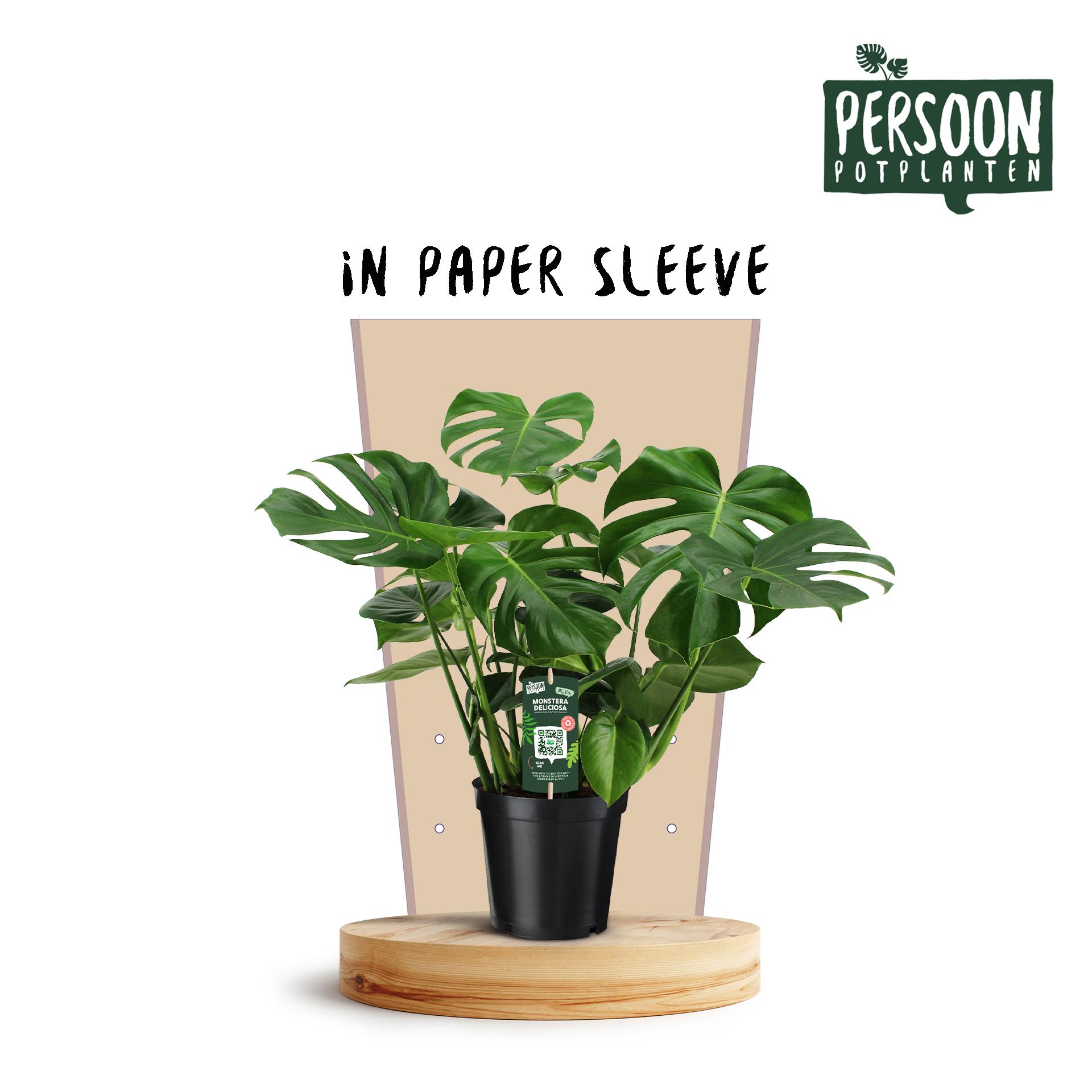 Monstera Deliciosa en pot Ø21cm  Hauteur 75cm. Plante verte type Monstera Deliciosa, livrée en pot, idéale pour intérieur lumineux.