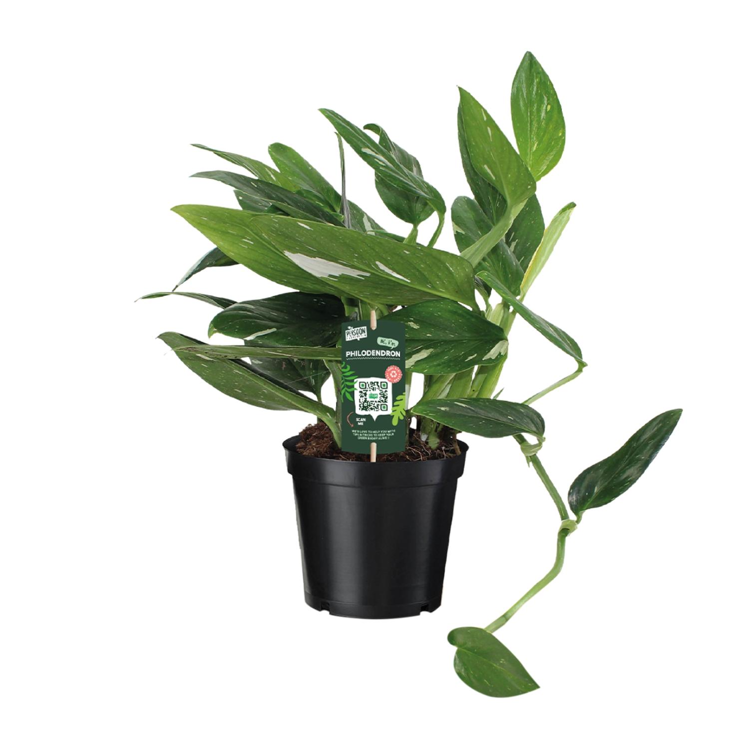 Philodendron Cobra Toef en pot Ø17cm  Hauteur 50cm. Plante verte type Philodendron Cobra Toef, livrée en pot, idéale pour intérieur lumineux.