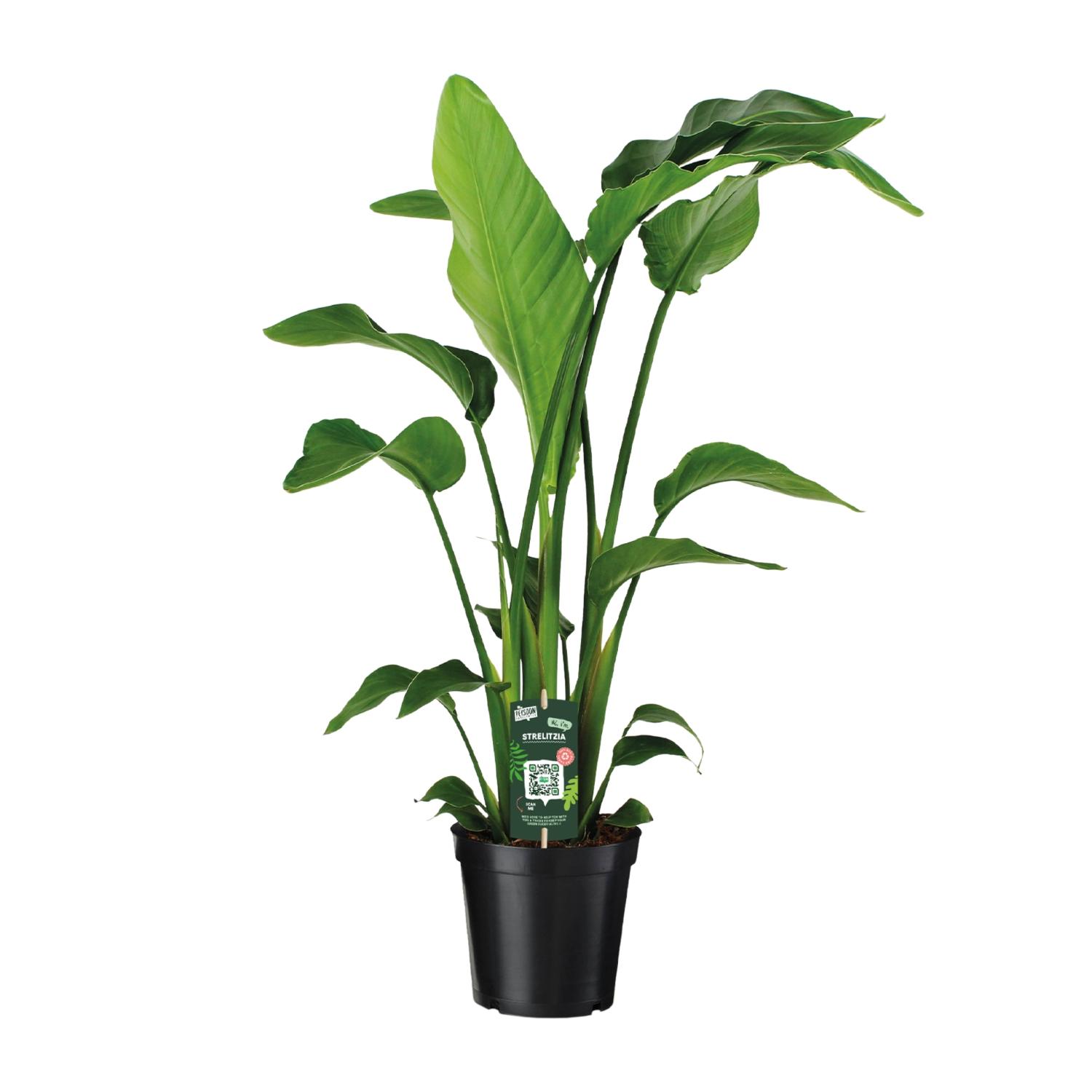 Strelitzia Nicolai en pot Ø19cm  Hauteur 90cm. Plante verte type Strelitzia Nicolai, livrée en pot, idéale pour intérieur lumineux.