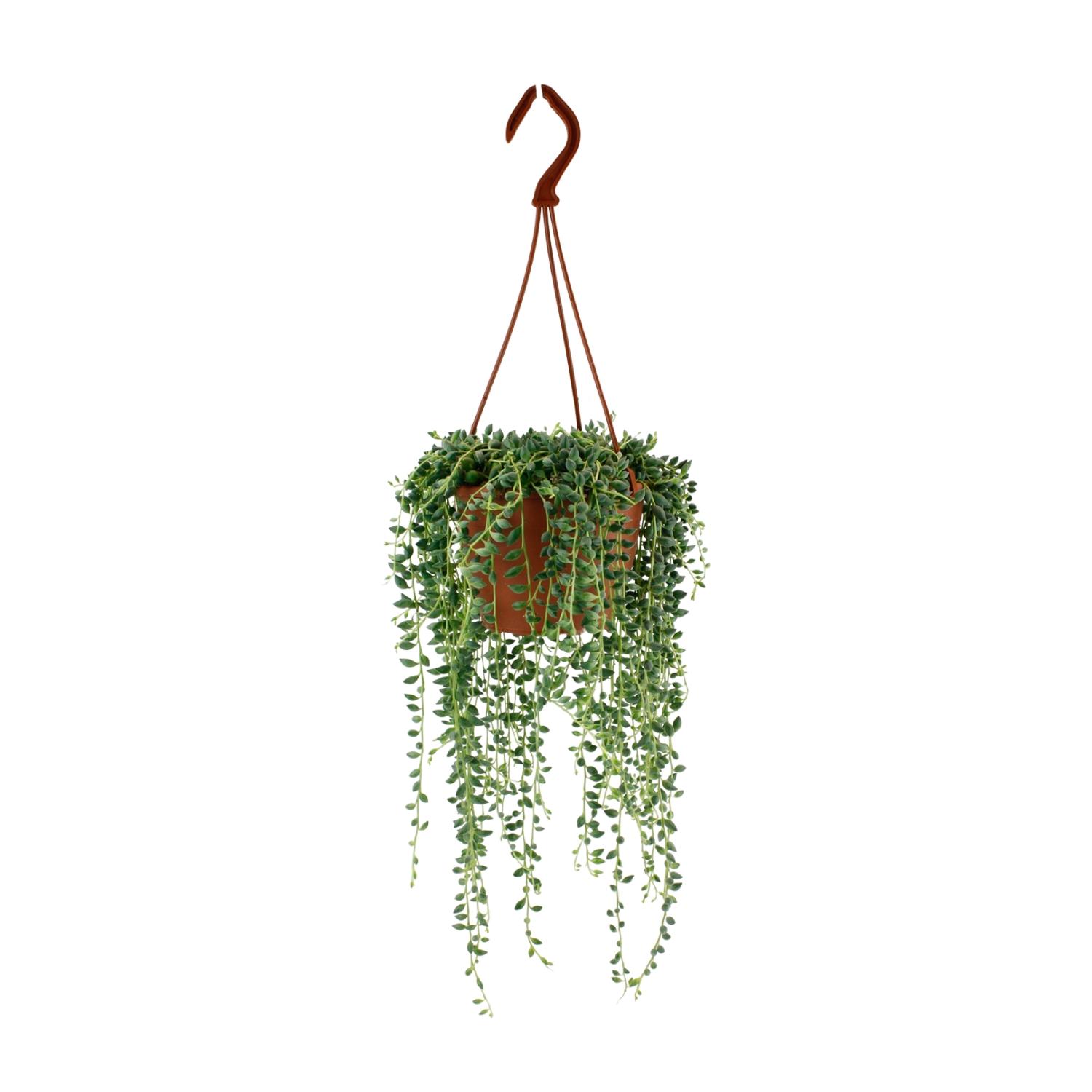 Senecio Herreianus en pot Ø12cm  Hauteur 20cm. Plante verte type Senecio Herreianus, livrée en pot, idéale pour intérieur lumineux.