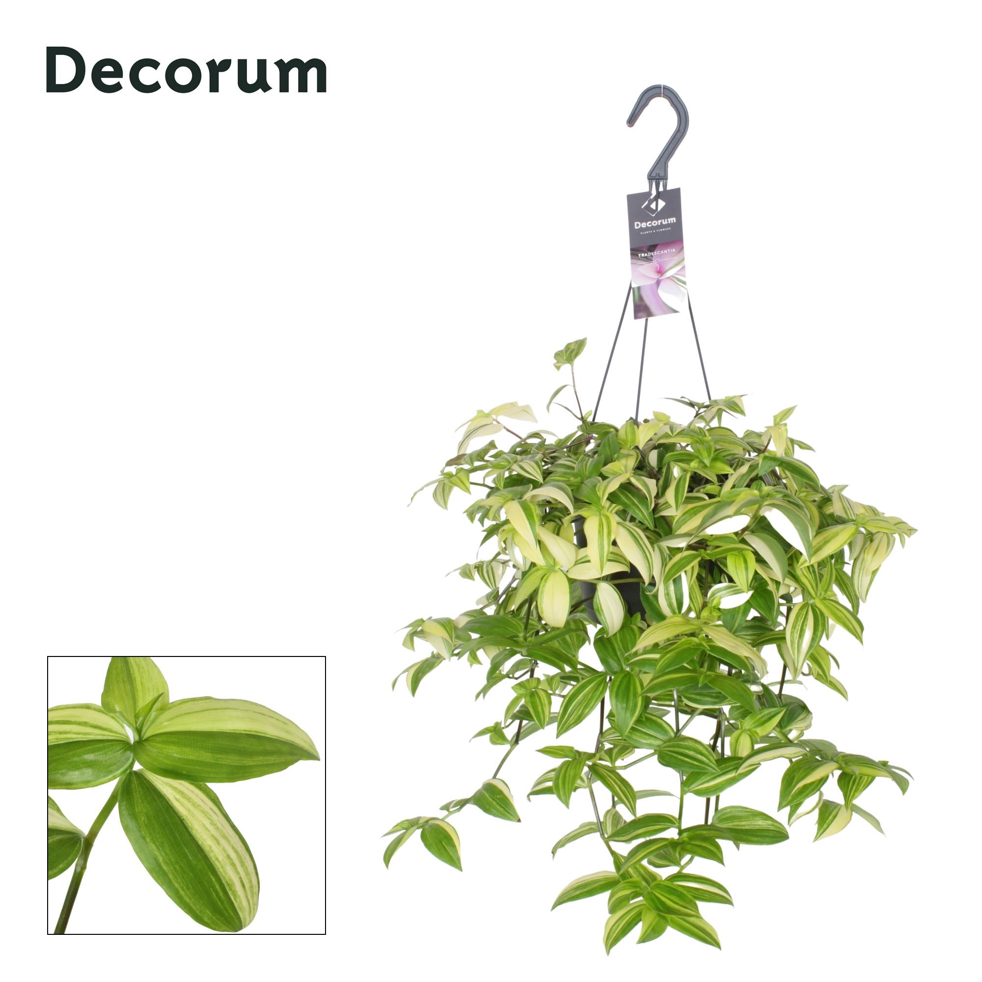 Tradescantia Yellow Hill en pot Ø17cm  Hauteur 40cm. Plante verte type Tradescantia Yellow Hill, livrée en pot, idéale pour intérieur lumineux.