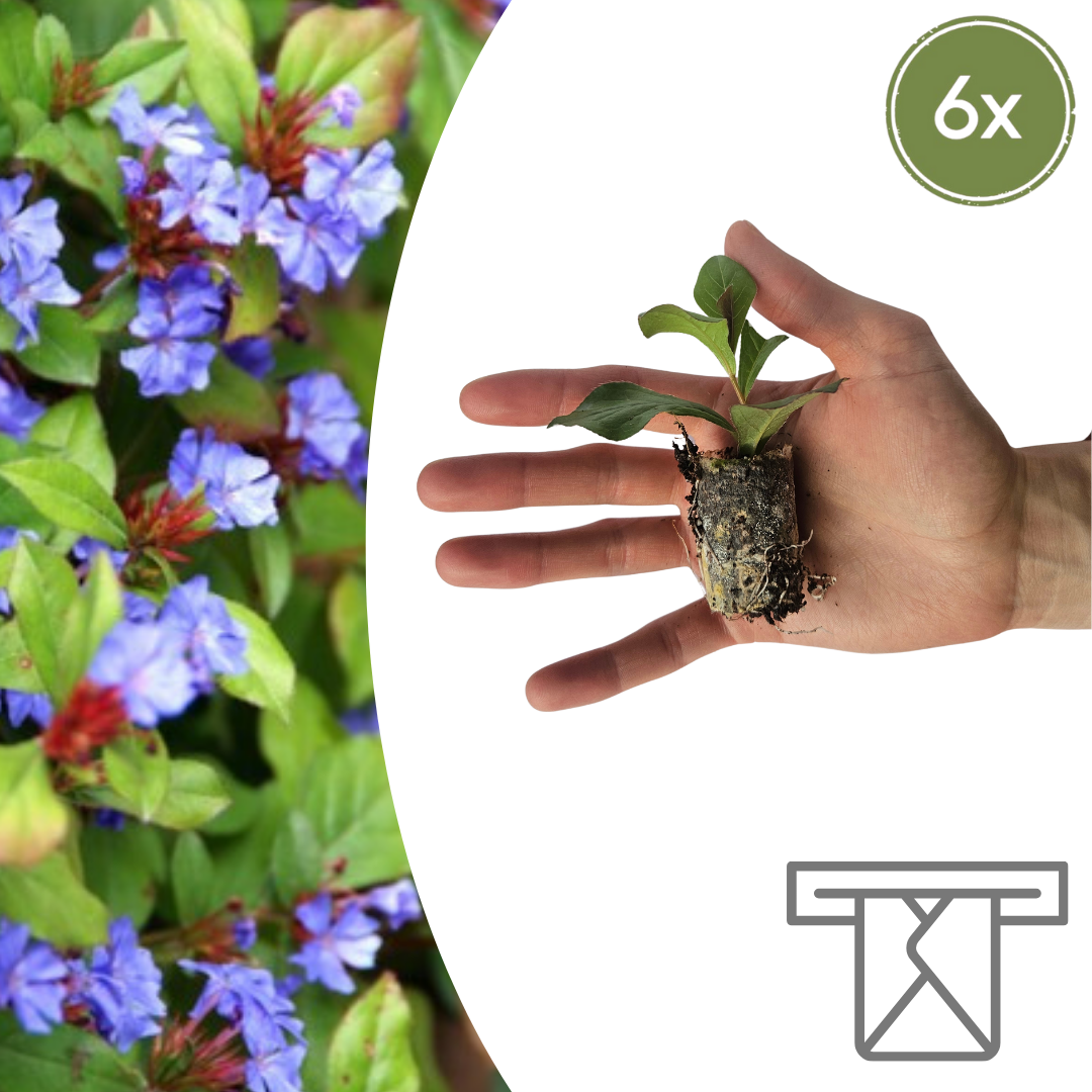 Ceratostigma  6 Pluggen | Zelf Kweken & Genieten van een Kleurrijke Najaarstuin! en pot. Plante verte type Ceratostigma  6 Pluggen | Zelf Kweken & Genieten van een Kleurrijke Najaarstuin!, livrée en pot, idéale pour intérieur lumineux.