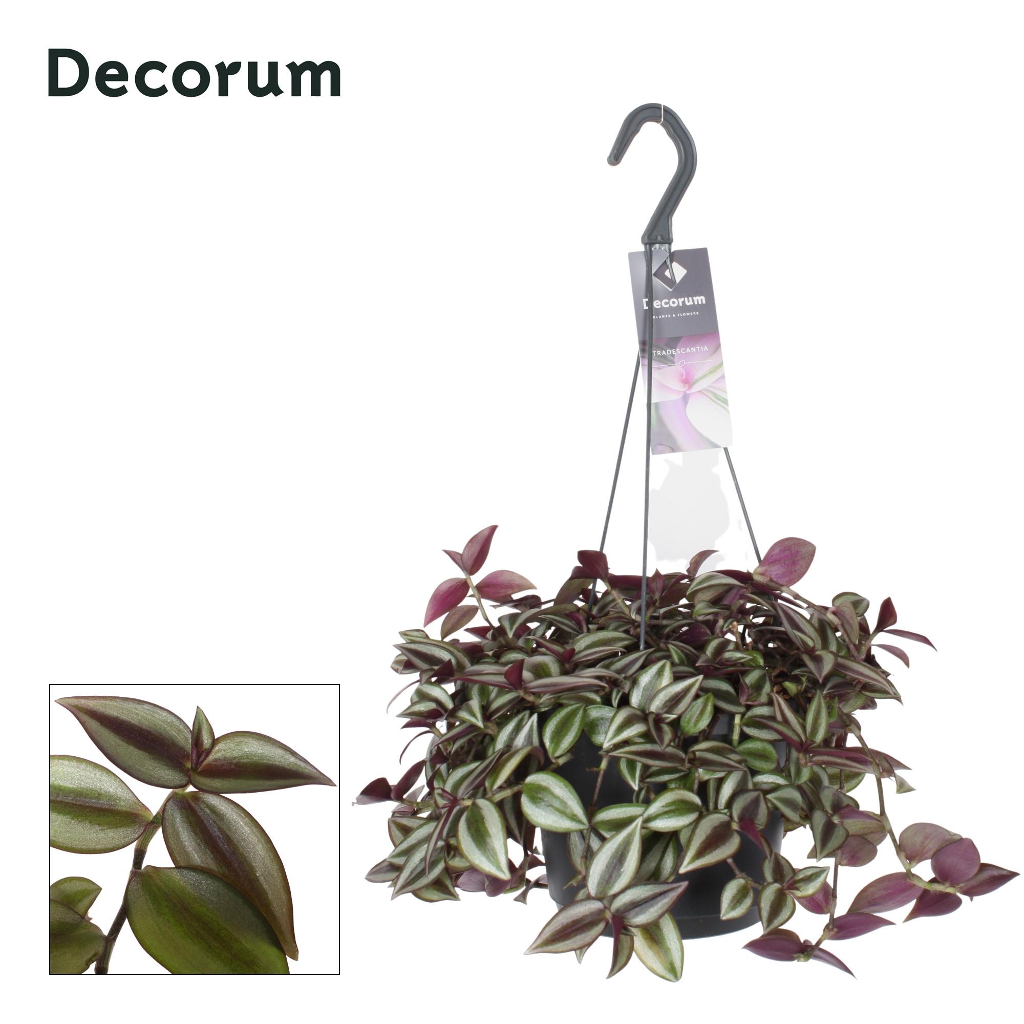 Tradescantia Zebrina Purpusii en pot Ø17cm  Hauteur 30cm. Plante verte type Tradescantia Zebrina Purpusii, livrée en pot, idéale pour intérieur lumineux.