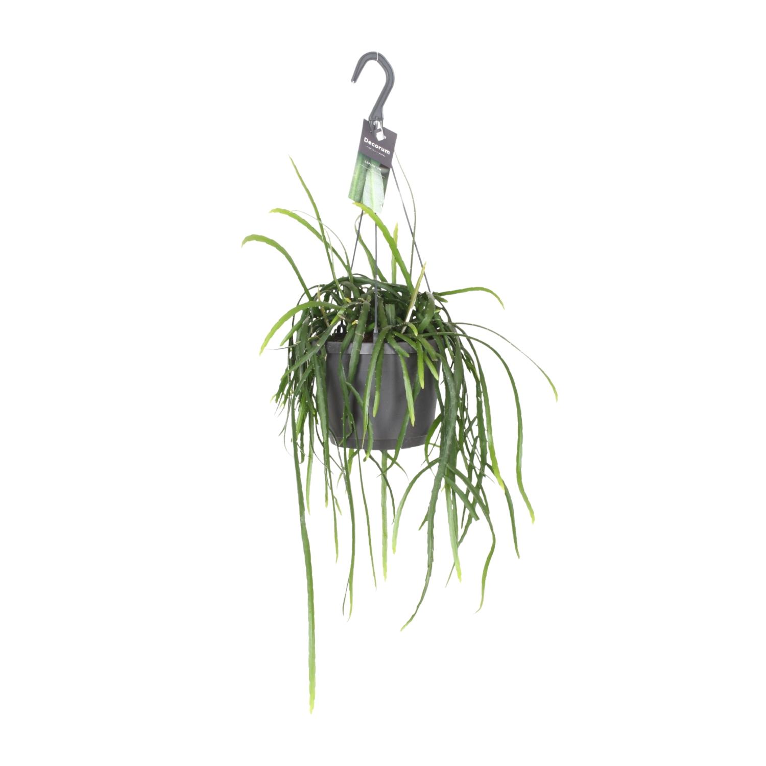 Lepisium Bolivianum en pot Ø17cm  Hauteur 40cm. Plante verte type Lepisium Bolivianum, livrée en pot, idéale pour intérieur lumineux.