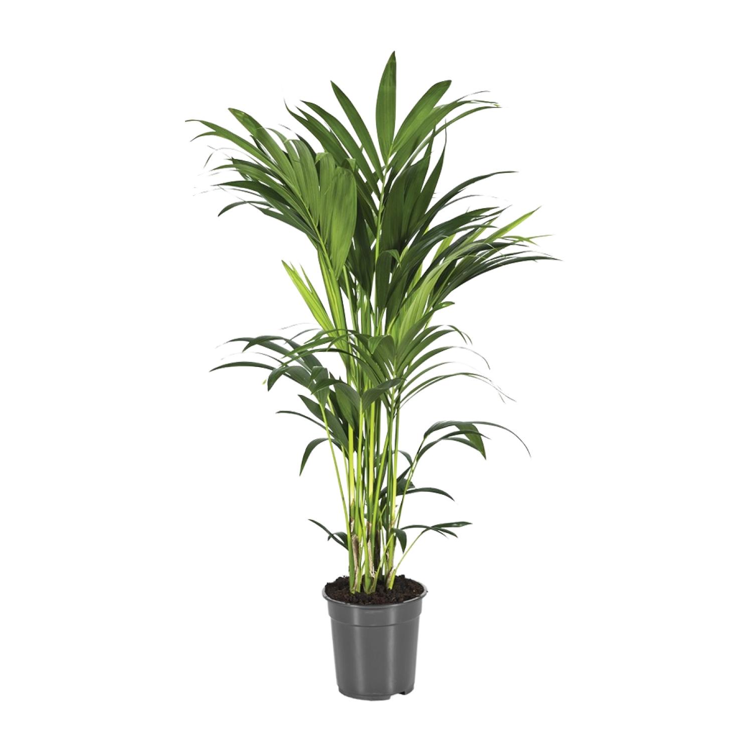 Howea Forsteriana en pot Ø21cm  Hauteur 100cm. Plante verte type Howea Forsteriana, livrée en pot, idéale pour intérieur lumineux.
