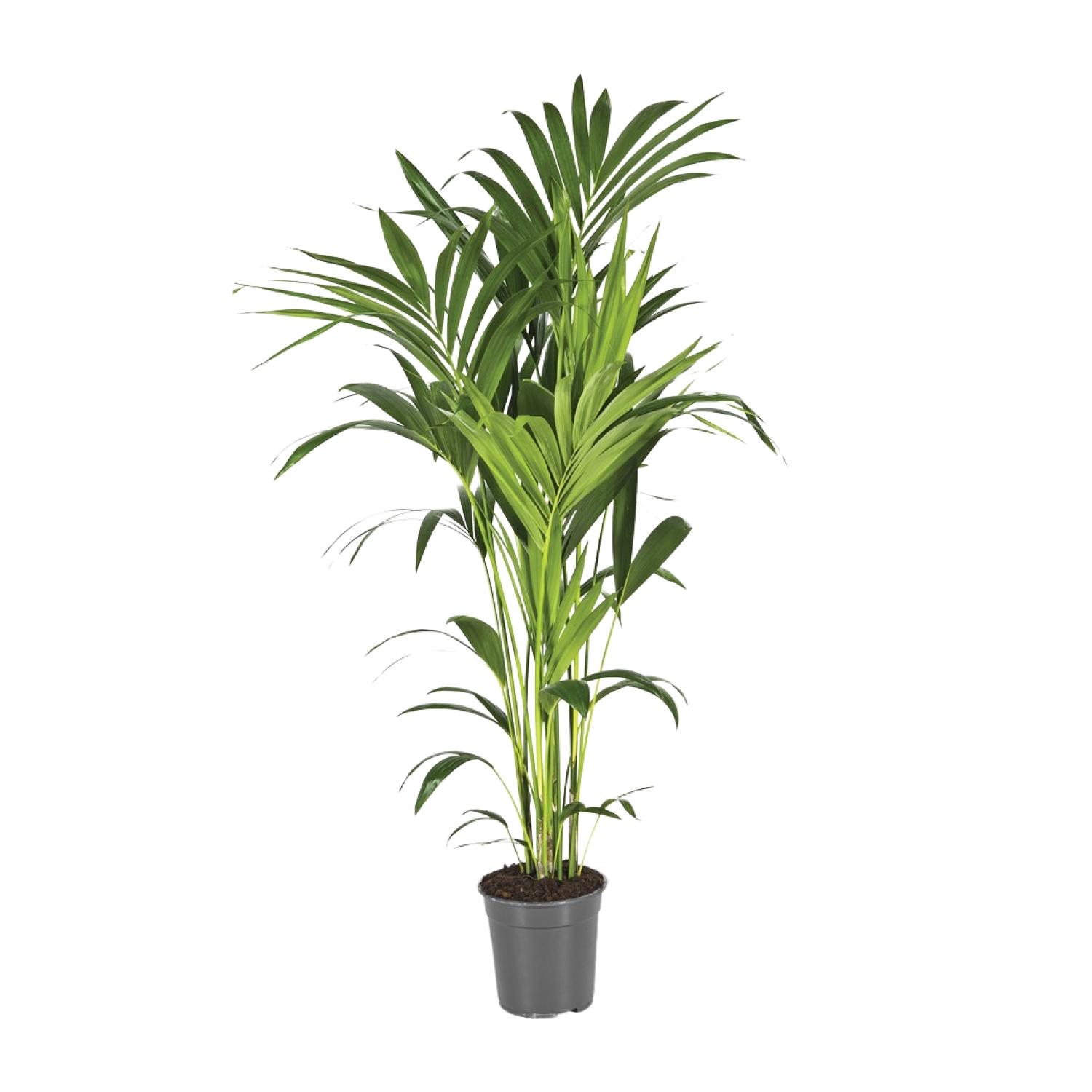 Howea Forsteriana en pot Ø21cm  Hauteur 130cm. Plante verte type Howea Forsteriana, livrée en pot, idéale pour intérieur lumineux.