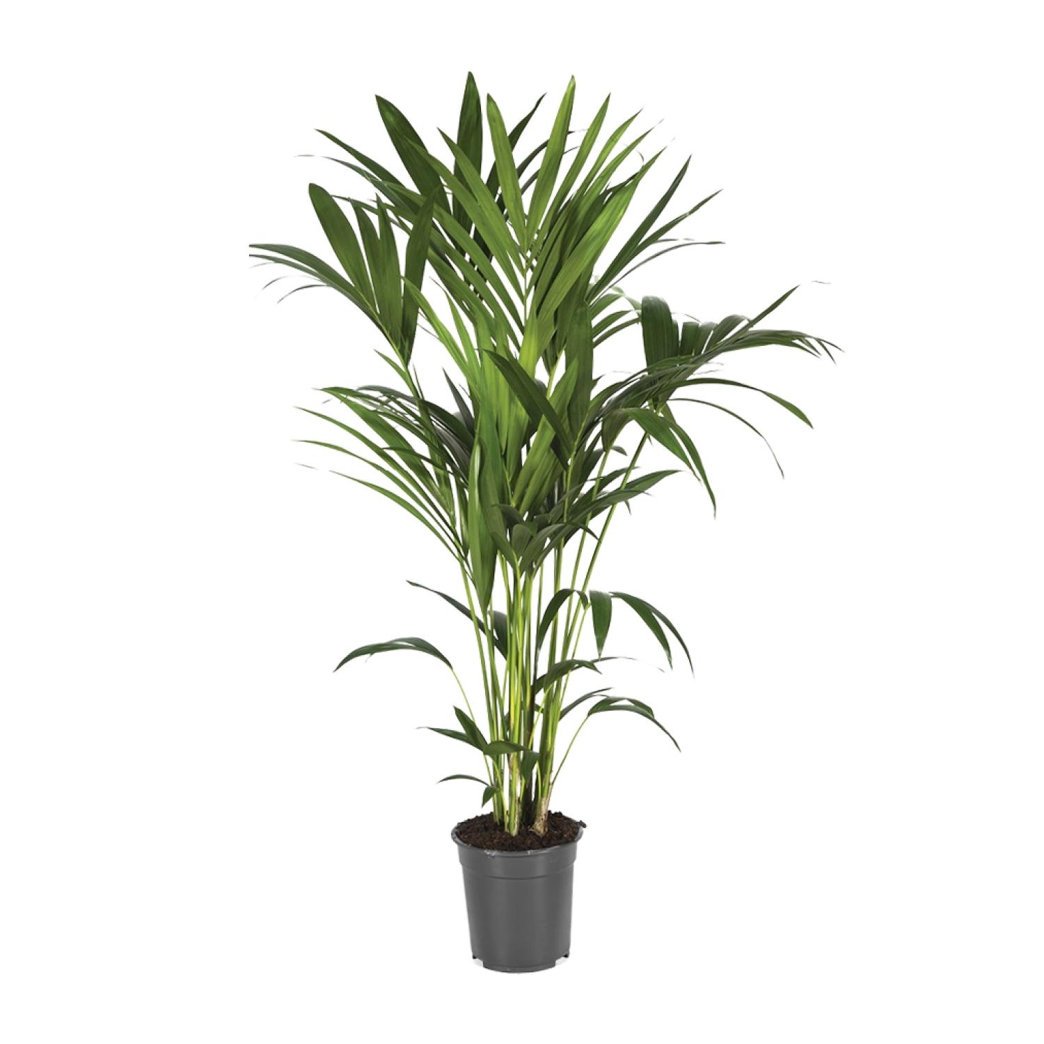 Howea Forsteriana en pot Ø21cm  Hauteur 120cm. Plante verte type Howea Forsteriana, livrée en pot, idéale pour intérieur lumineux.